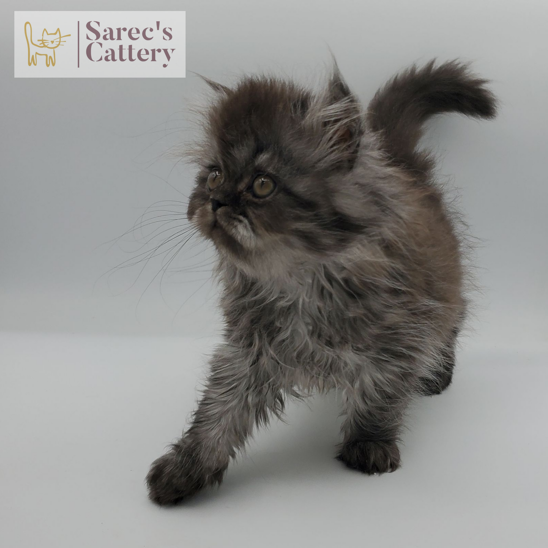 black smoke female Persian standing with leg forward