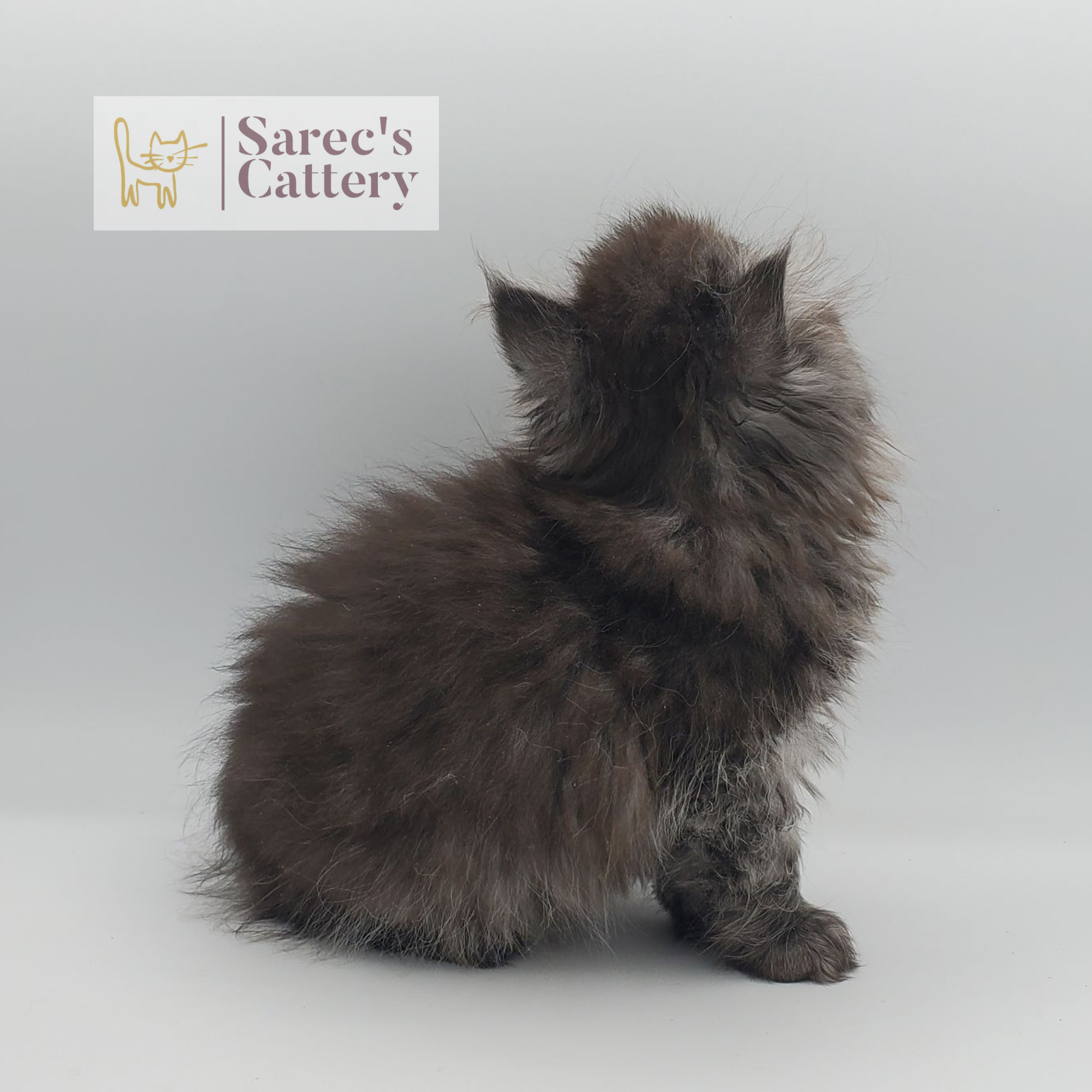 black smoke female Persian from the back