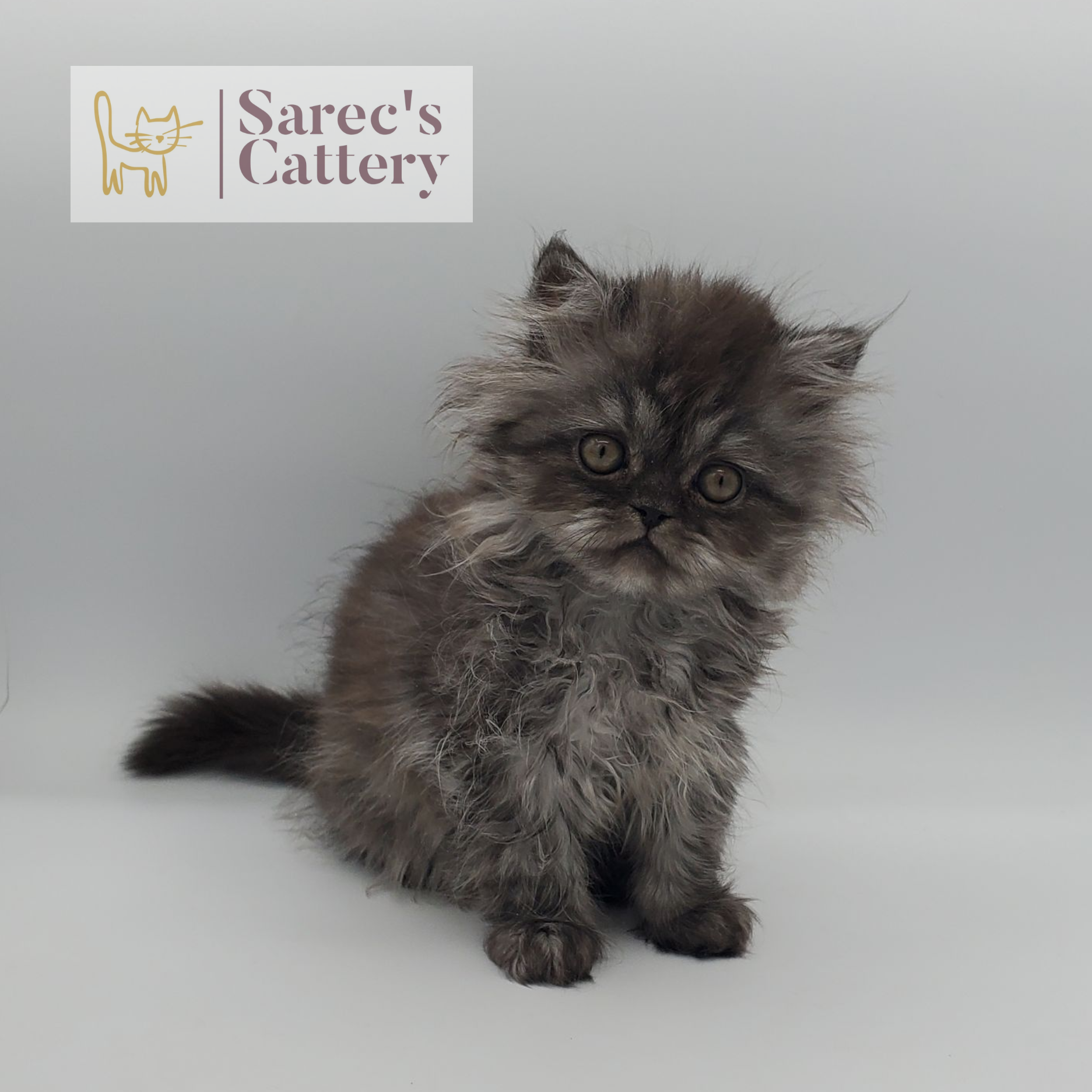 black smoke female Persian sitting with head tilted