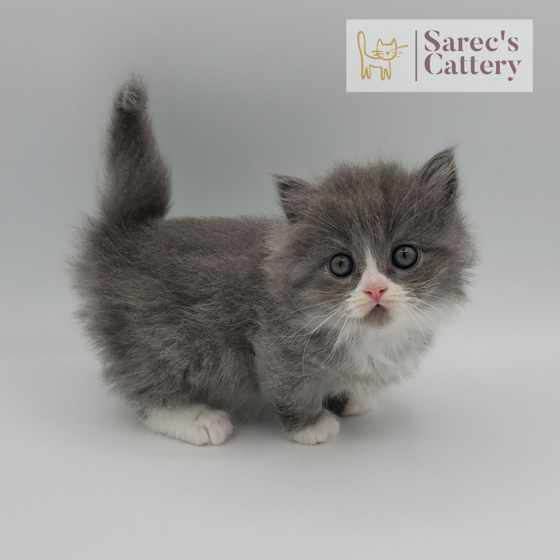 gray with white, mitted male Minuet standing looking forward