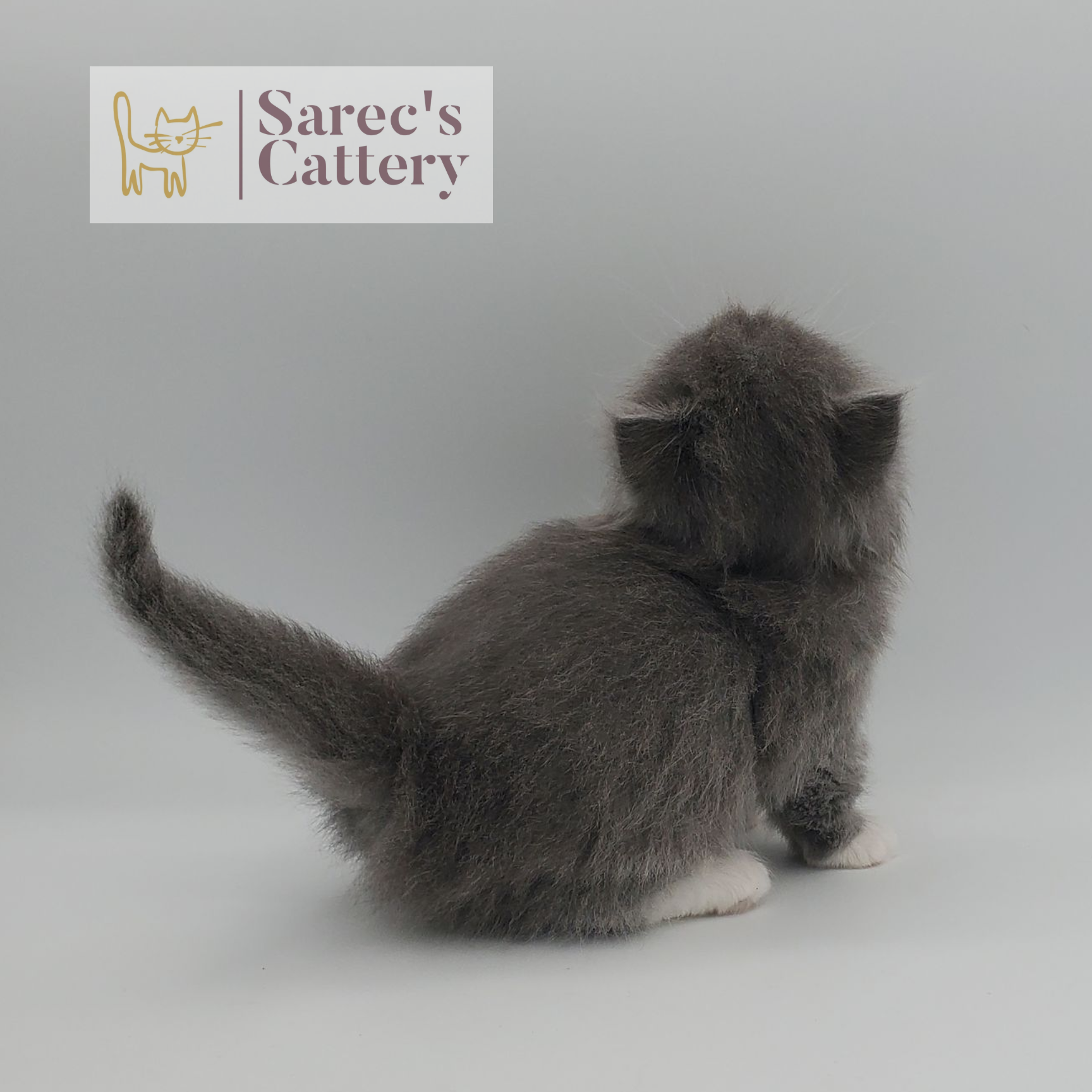 gray with white, mitted male Minuet from the back