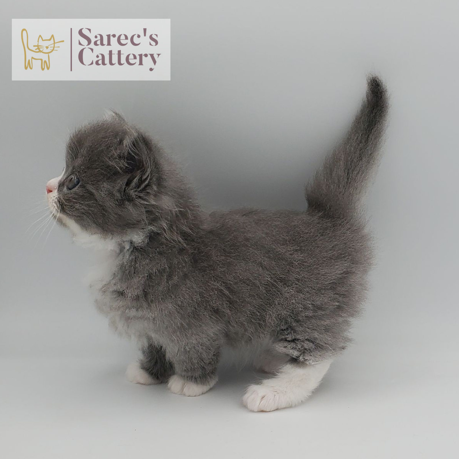 gray with white, mitted male Minuet standing from the side