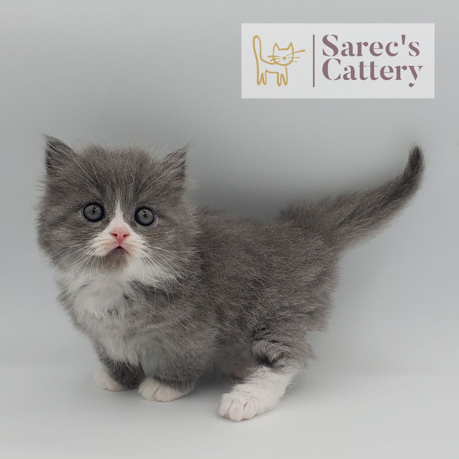 gray with white, mitted male Minuet standing