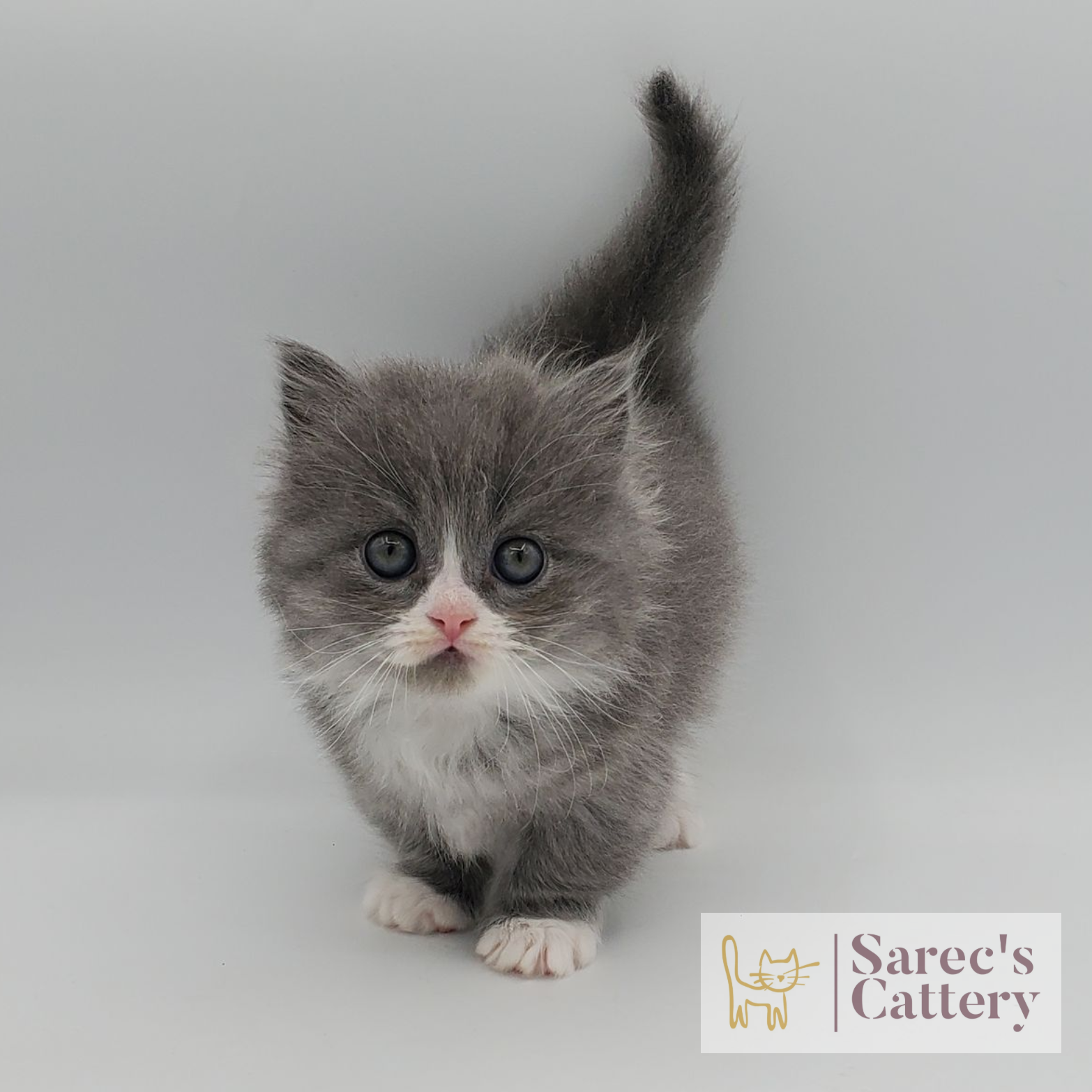 Gray with white Minuet Persian Munchkin kitten named Dillon