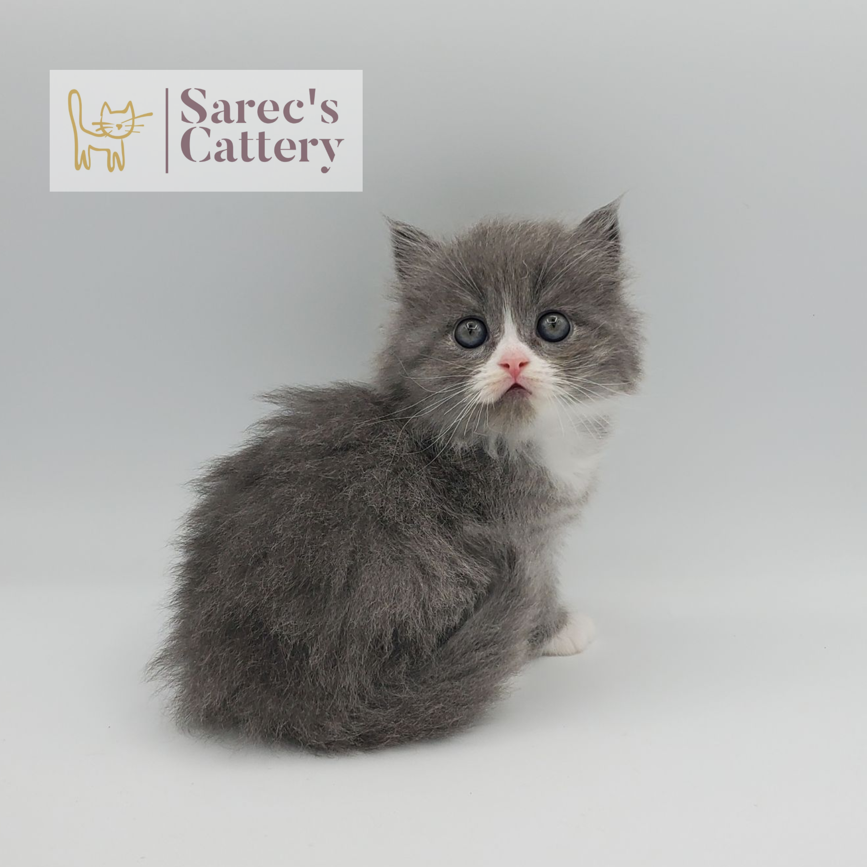 gray with white, mitted male Minuet sitting