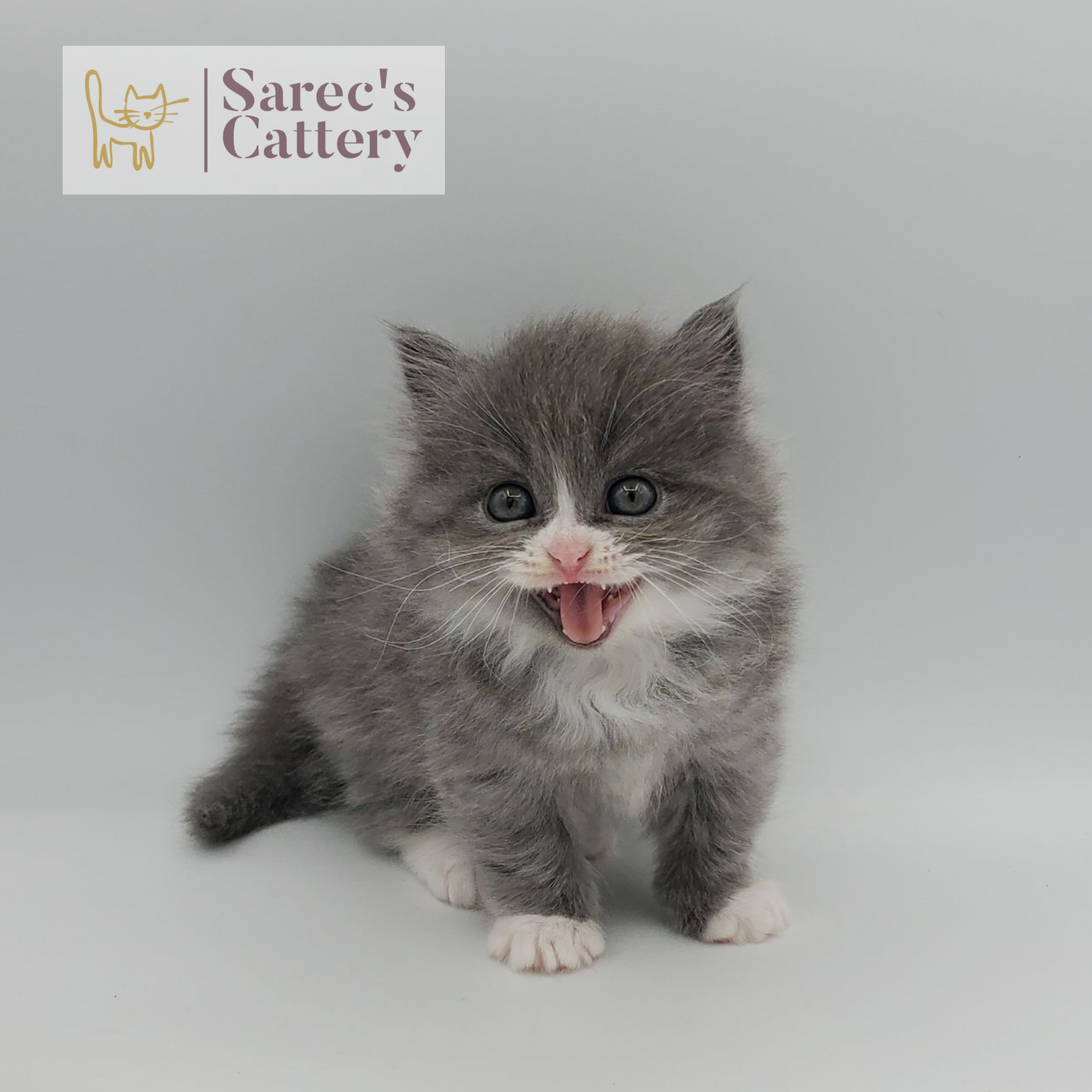 gray with white, mitted male Minuet with mouth open, meowing