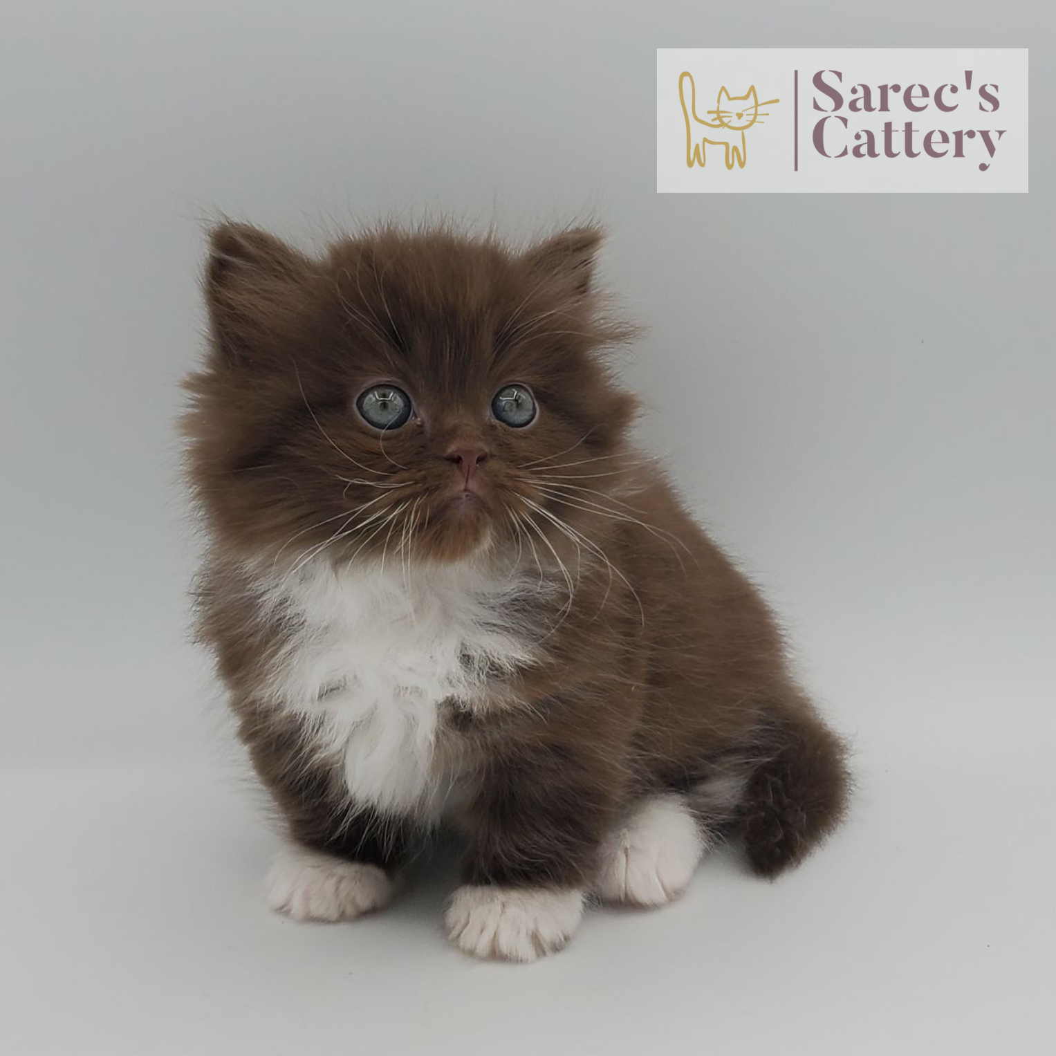 chocolate with white, mitted male Minuet sitting with tail tucked