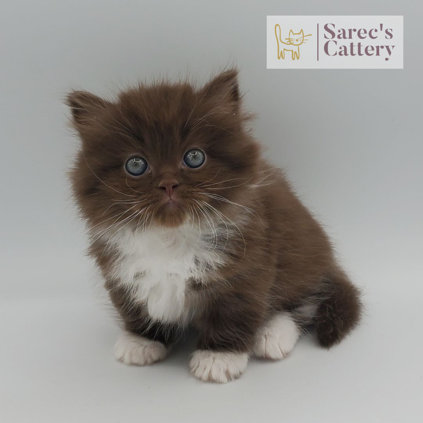 Chocolate with white Minuet Persian Munchkin kitten named Dante