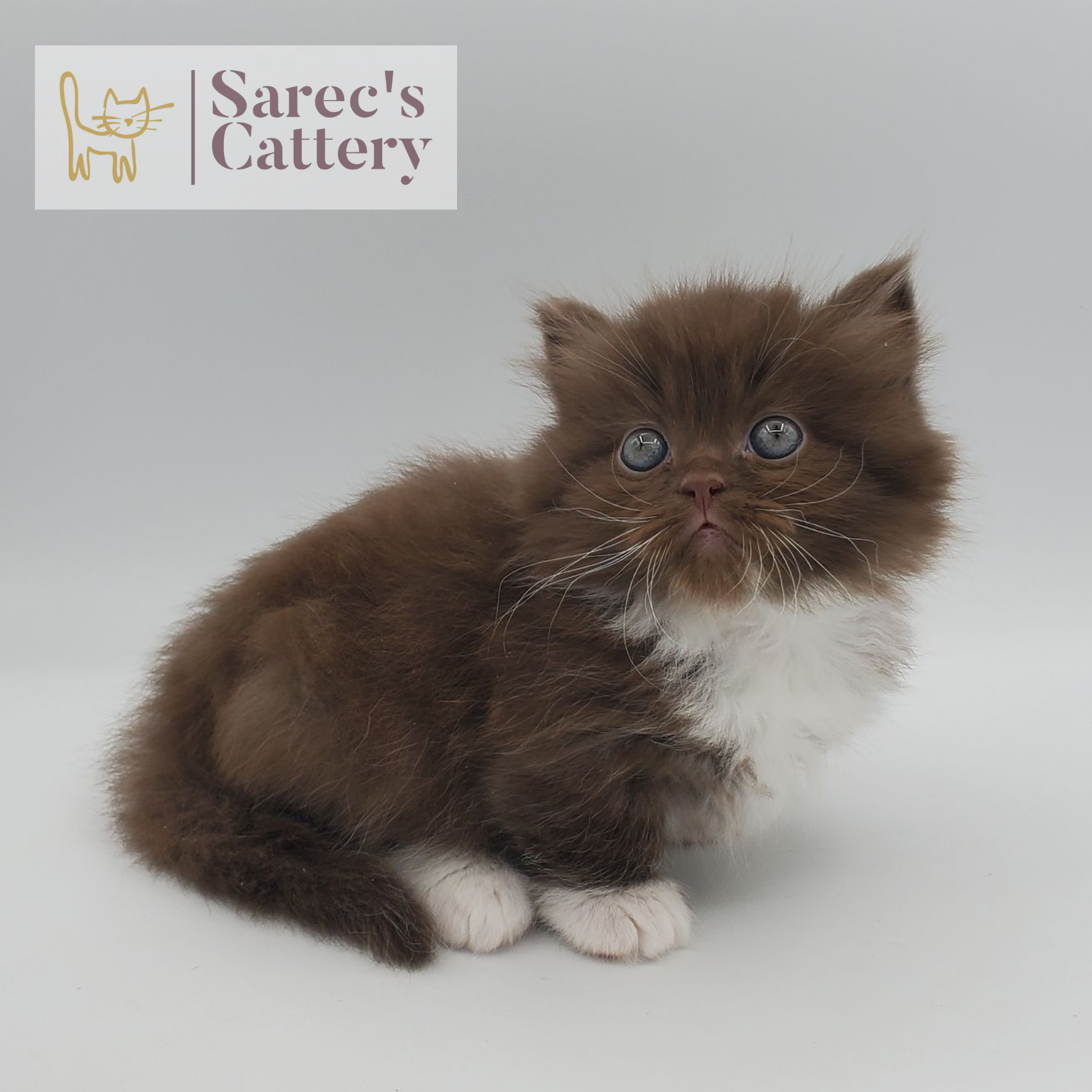 chocolate with white, mitted male Minuet sitting with head up