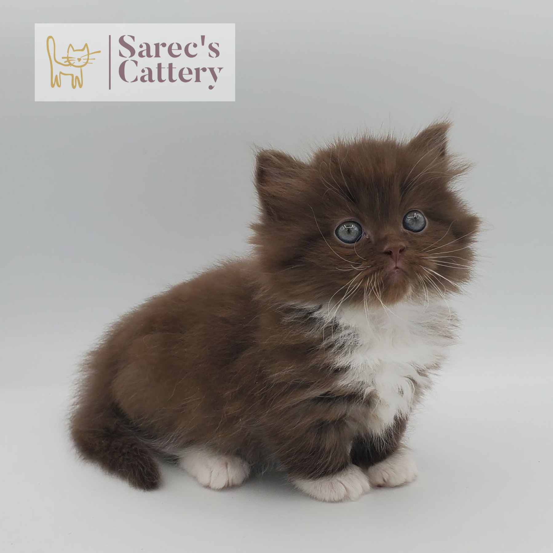 chocolate with white, mitted male Minuet sitting