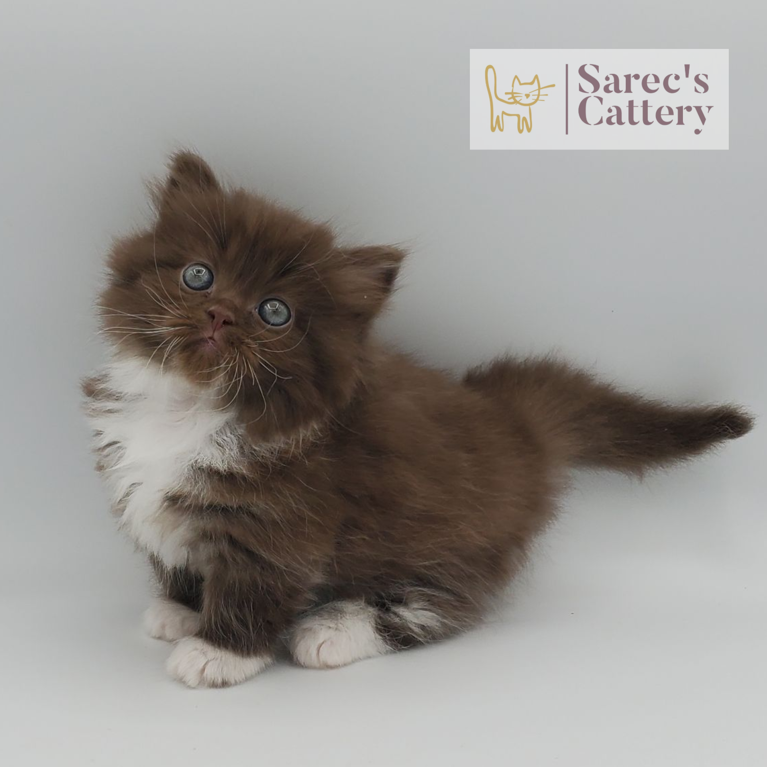 chocolate with white, mitted male Minuet standing with head tilited
