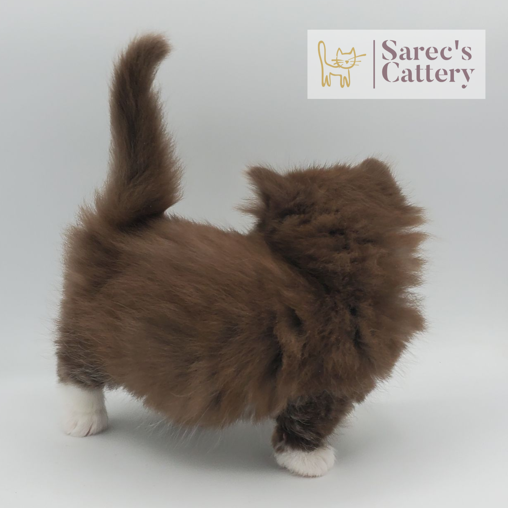 chocolate with white, mitted male Minuet from the back
