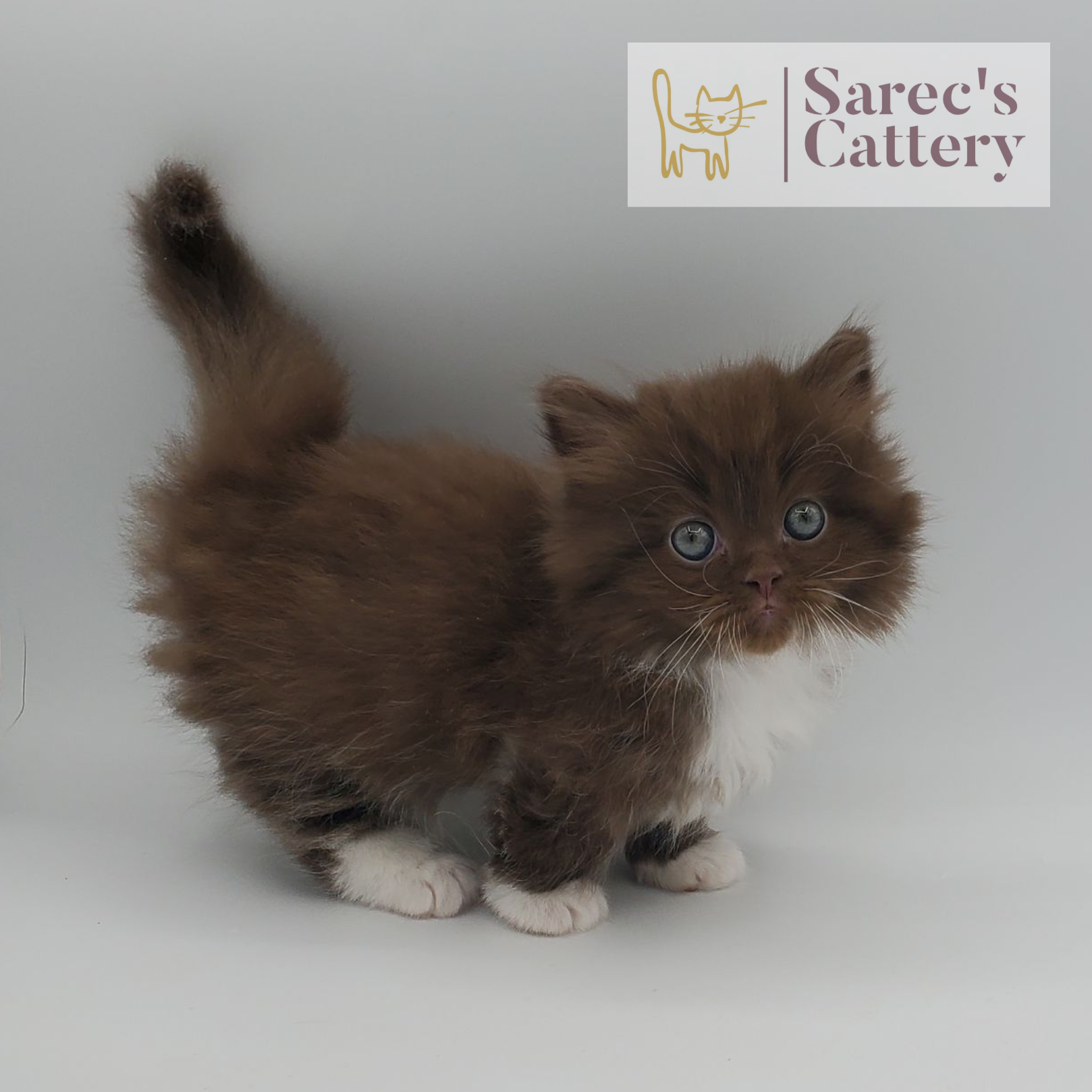 chocolate with white, mitted male Minuet standing