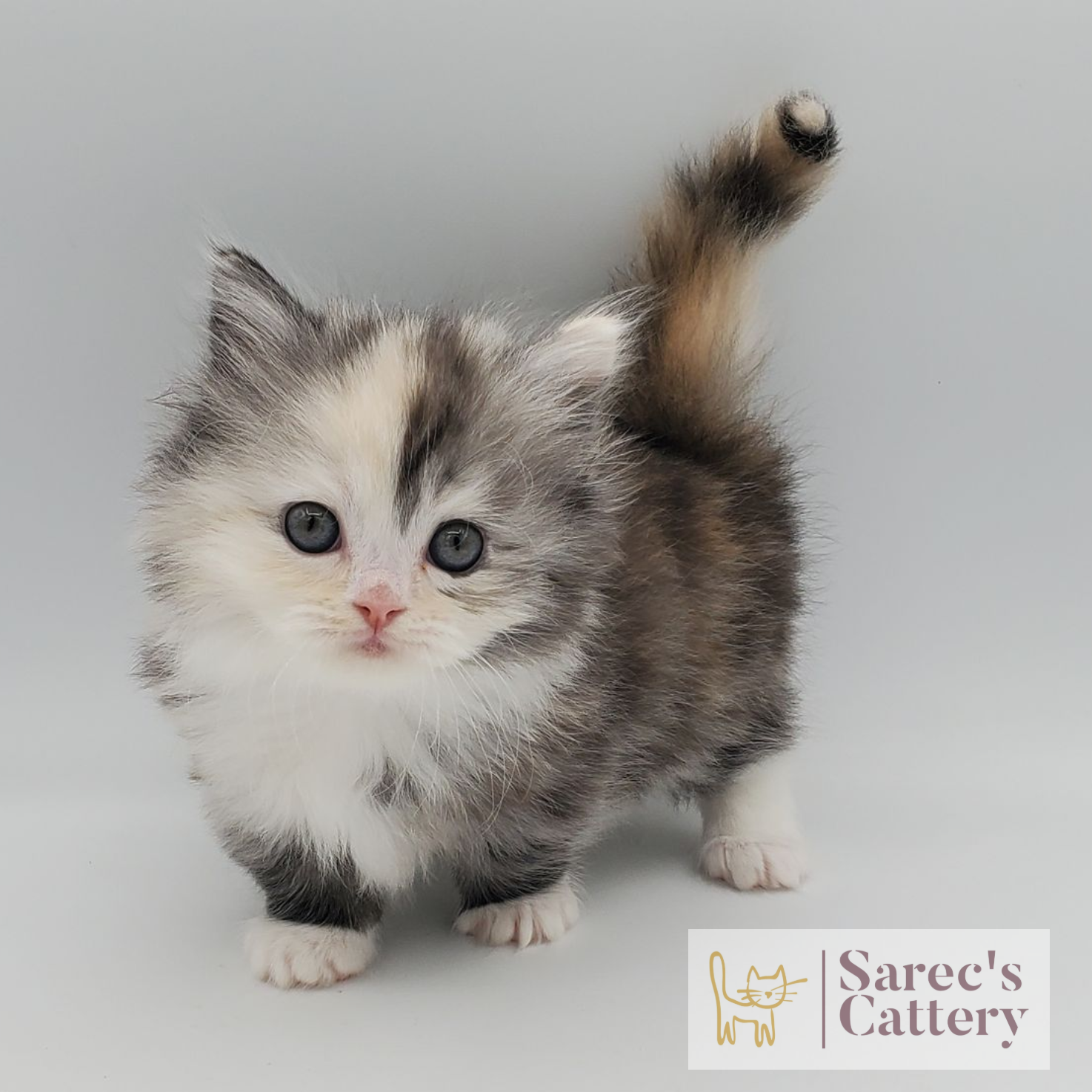 Merle Tortie with White Minuet Persian Munchkin kitten named Divina