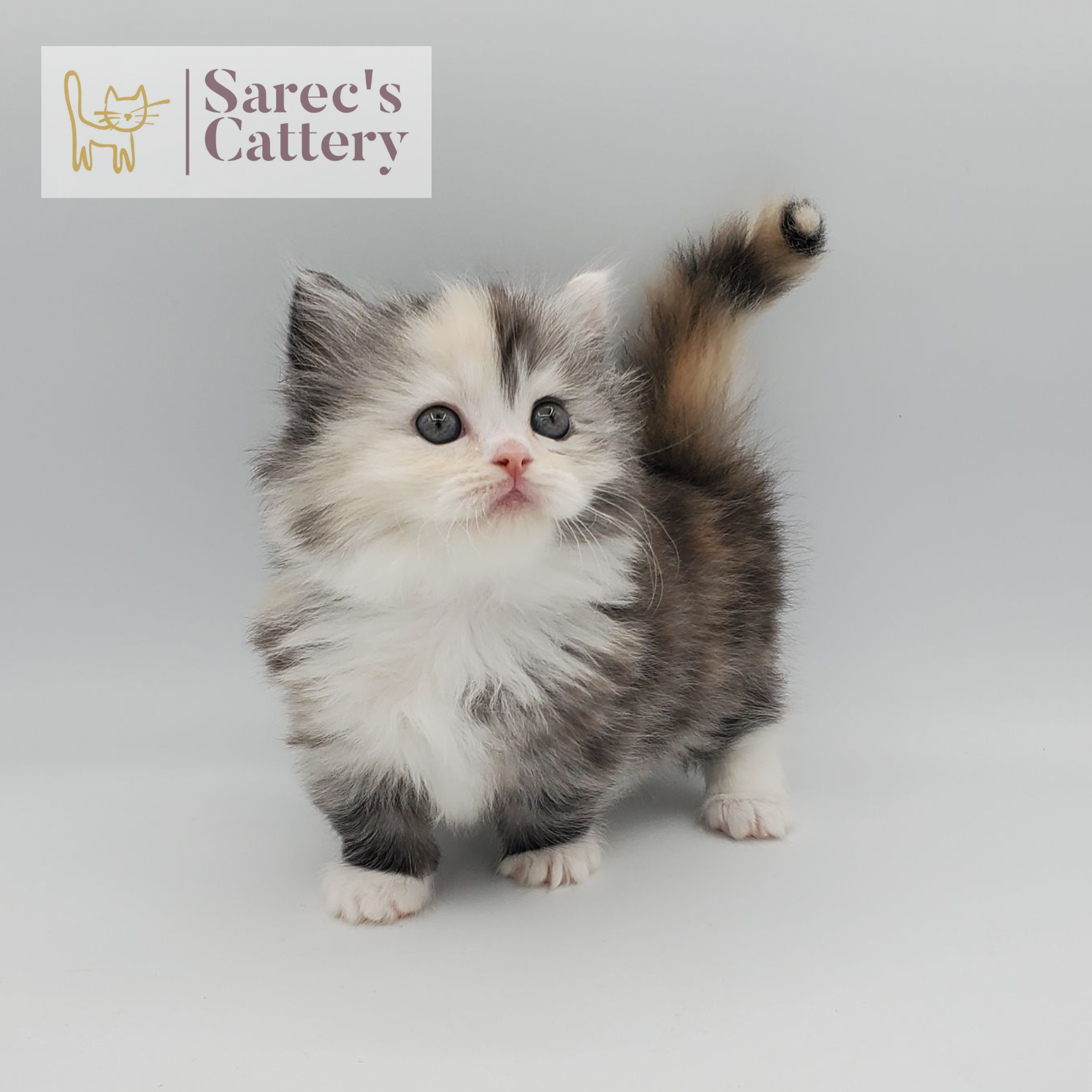 rare colored merle tortie with white, mitted female Minuet standing
