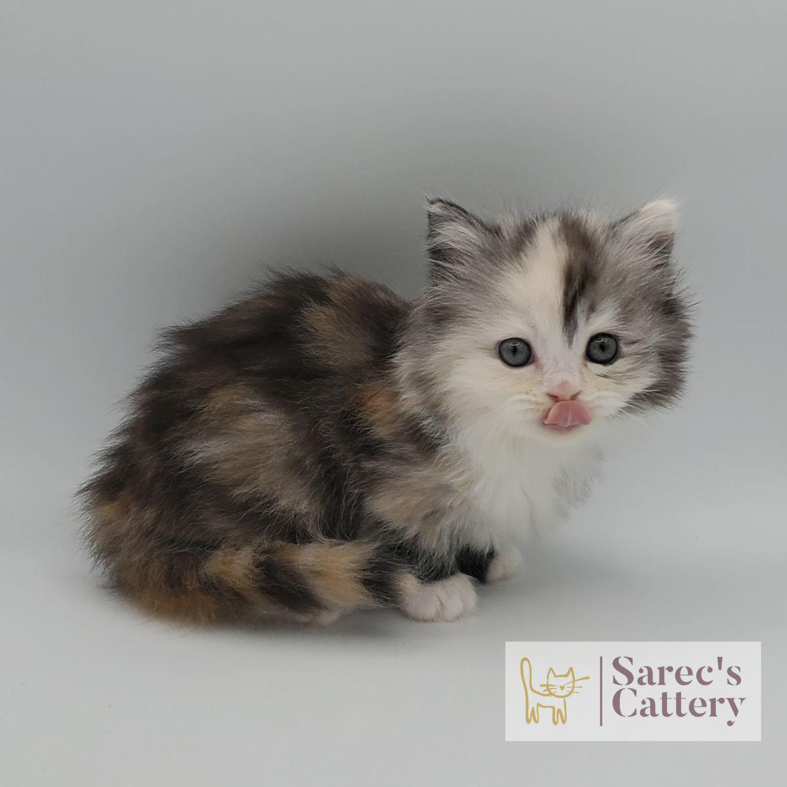 rare colored merle tortie with white, mitted female Minuet sitting with legs tucked