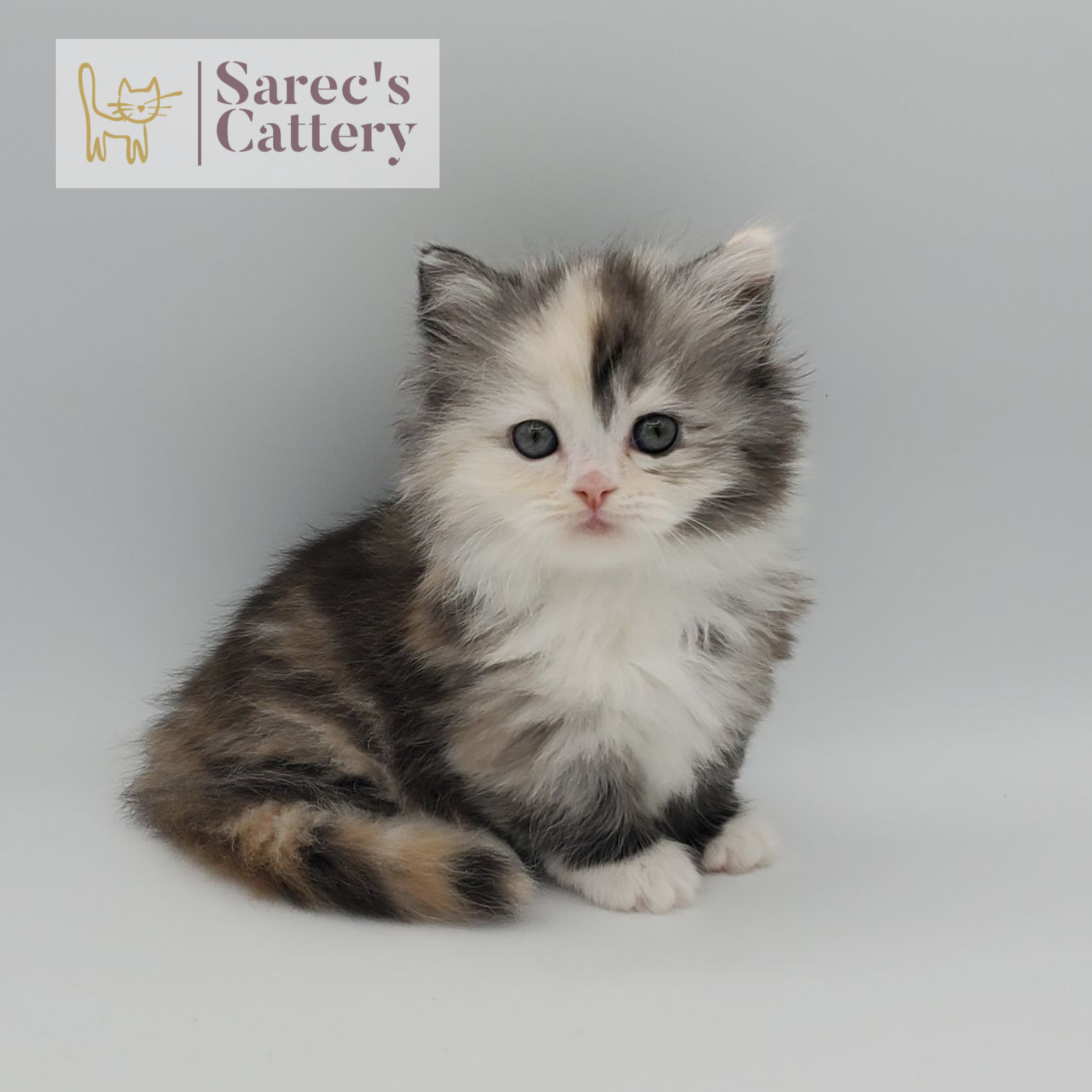 rare colored merle tortie with white, mitted female Minuet sitting