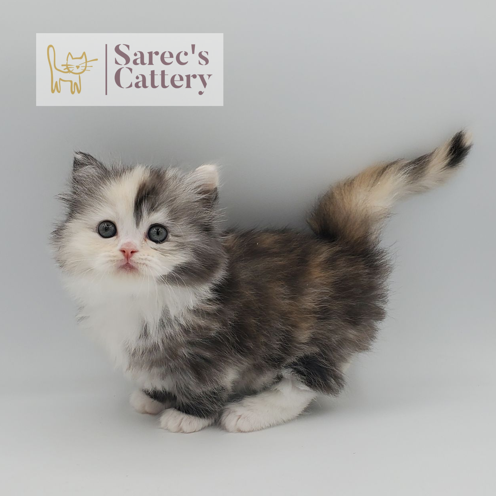 rare colored merle tortie with white, mitted female Minuet standing with tail up