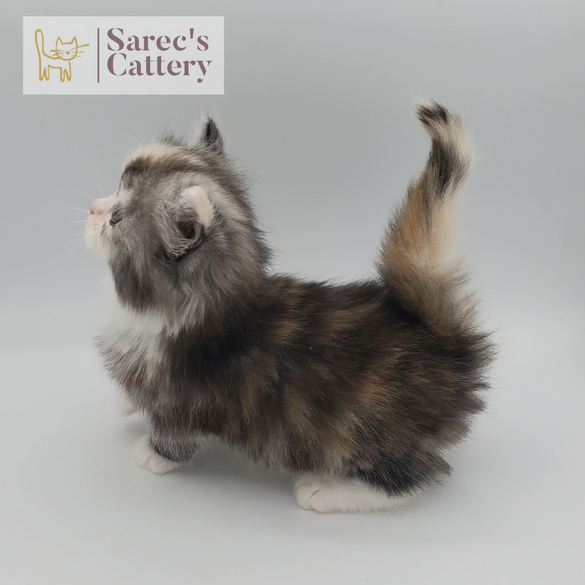 rare colored merle tortie with white, mitted female Minuet standing from the side