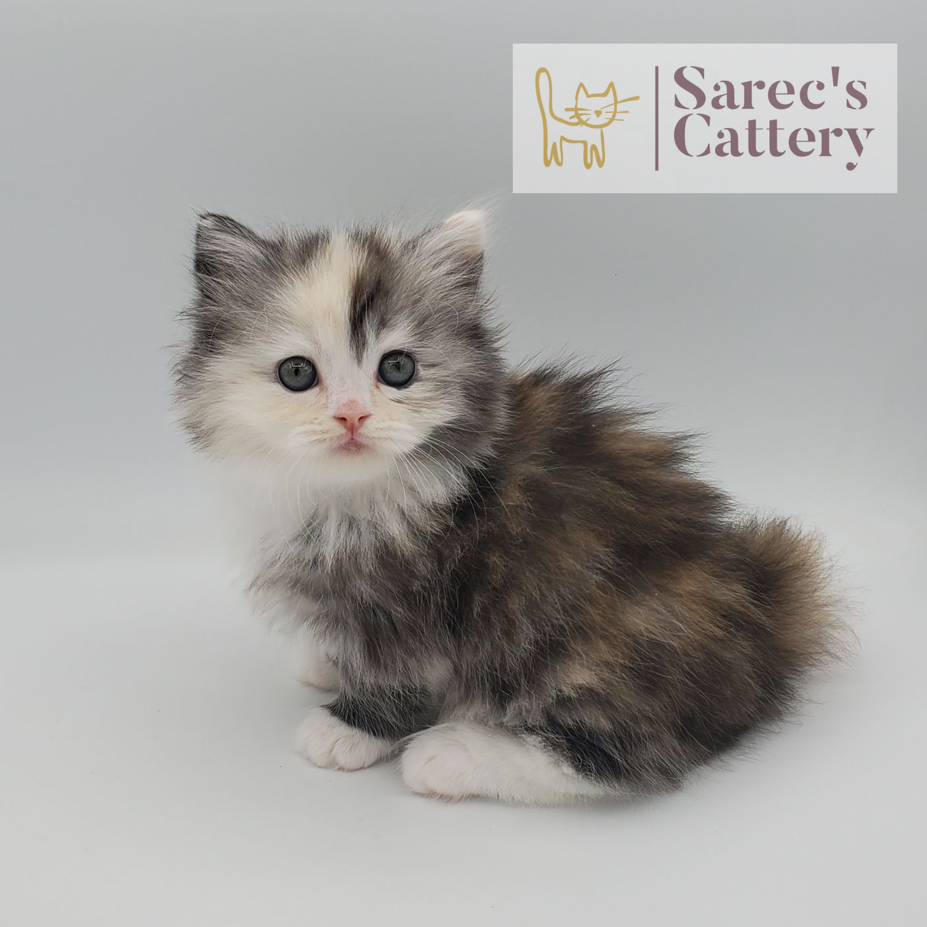 rare colored merle tortie with white, mitted female Minuet sitting looking to the side