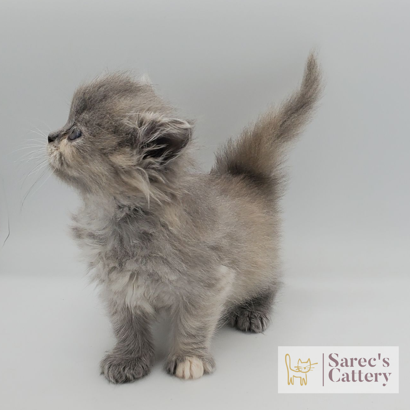 dilute tortie female Persian standing with a side view on head