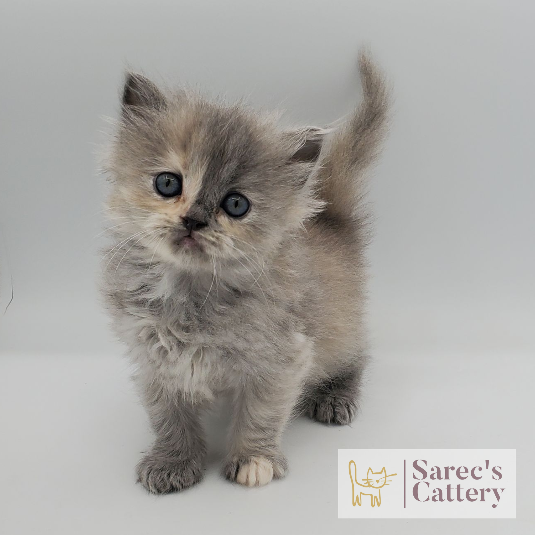 Dilute Tortie Persian kitten named Darcy
