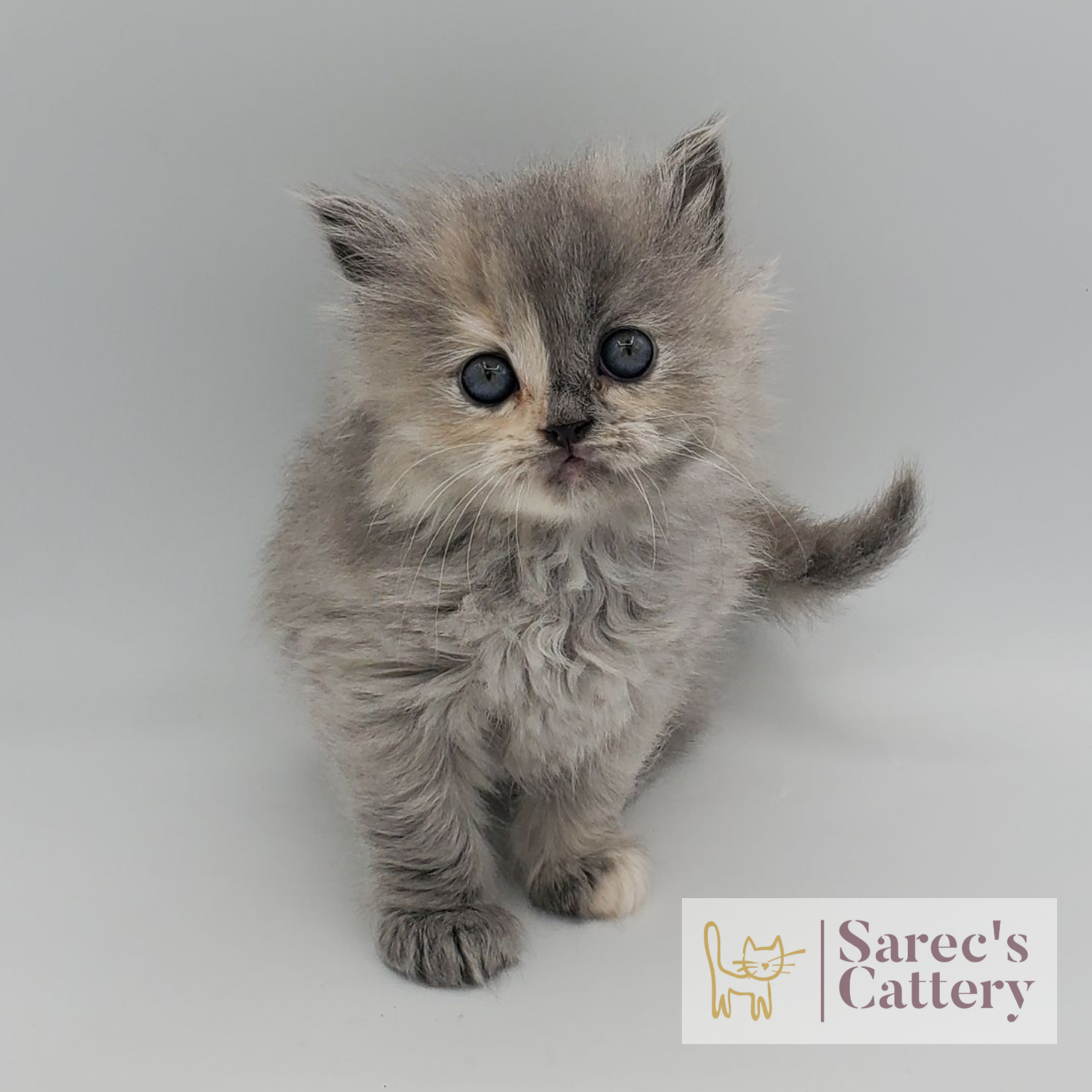 dilute tortie female Persian standing from the front view