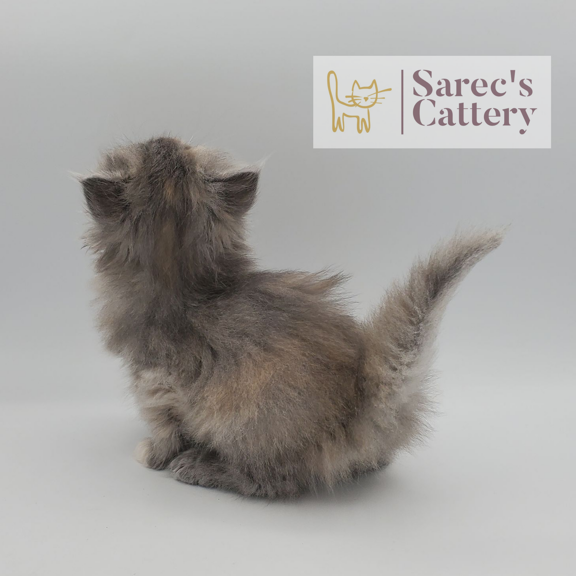 dilute tortie female Persian from the back