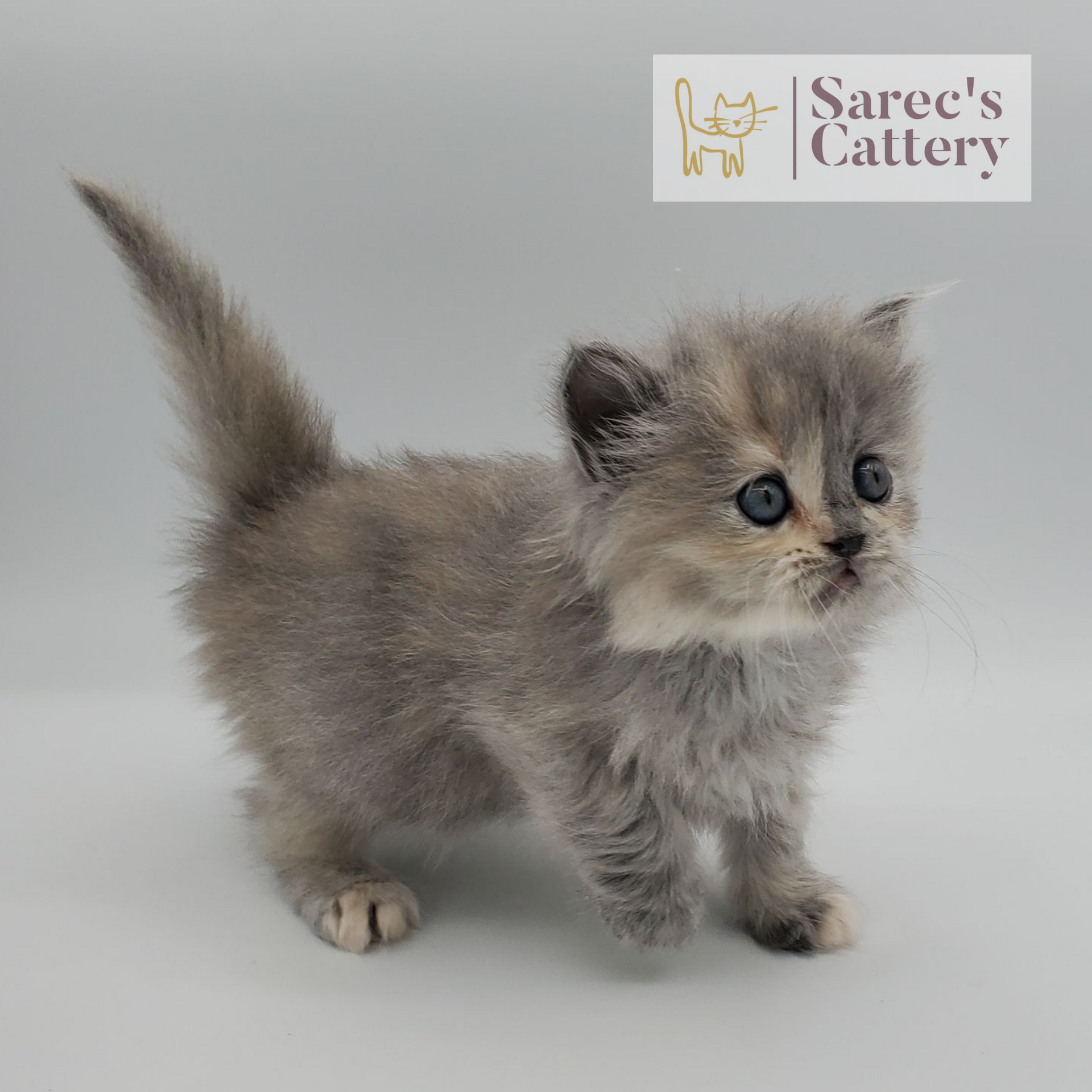 dilute tortie female Persian standing