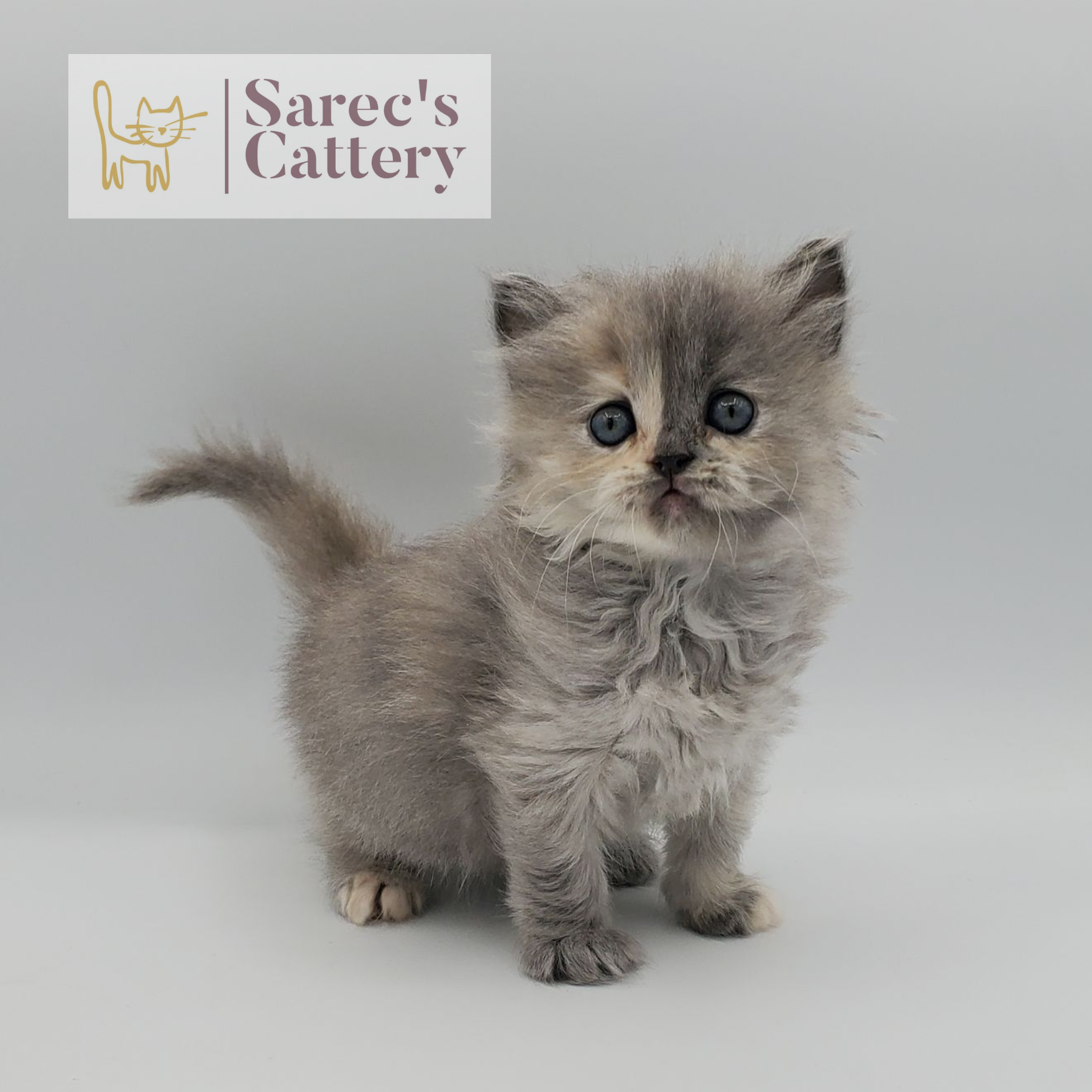dilute tortie female Persian standing with head up