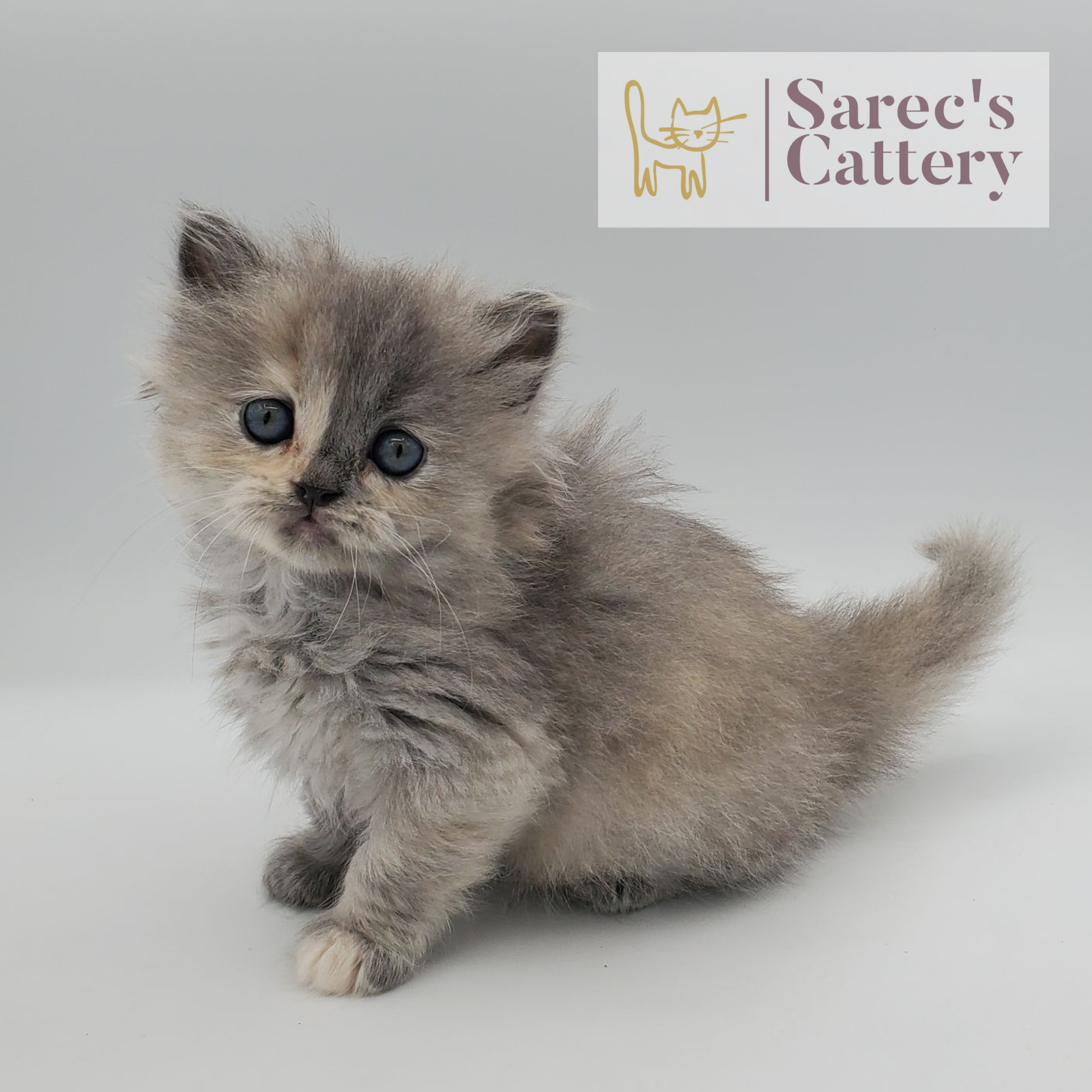 dilute tortie female Persian sitting