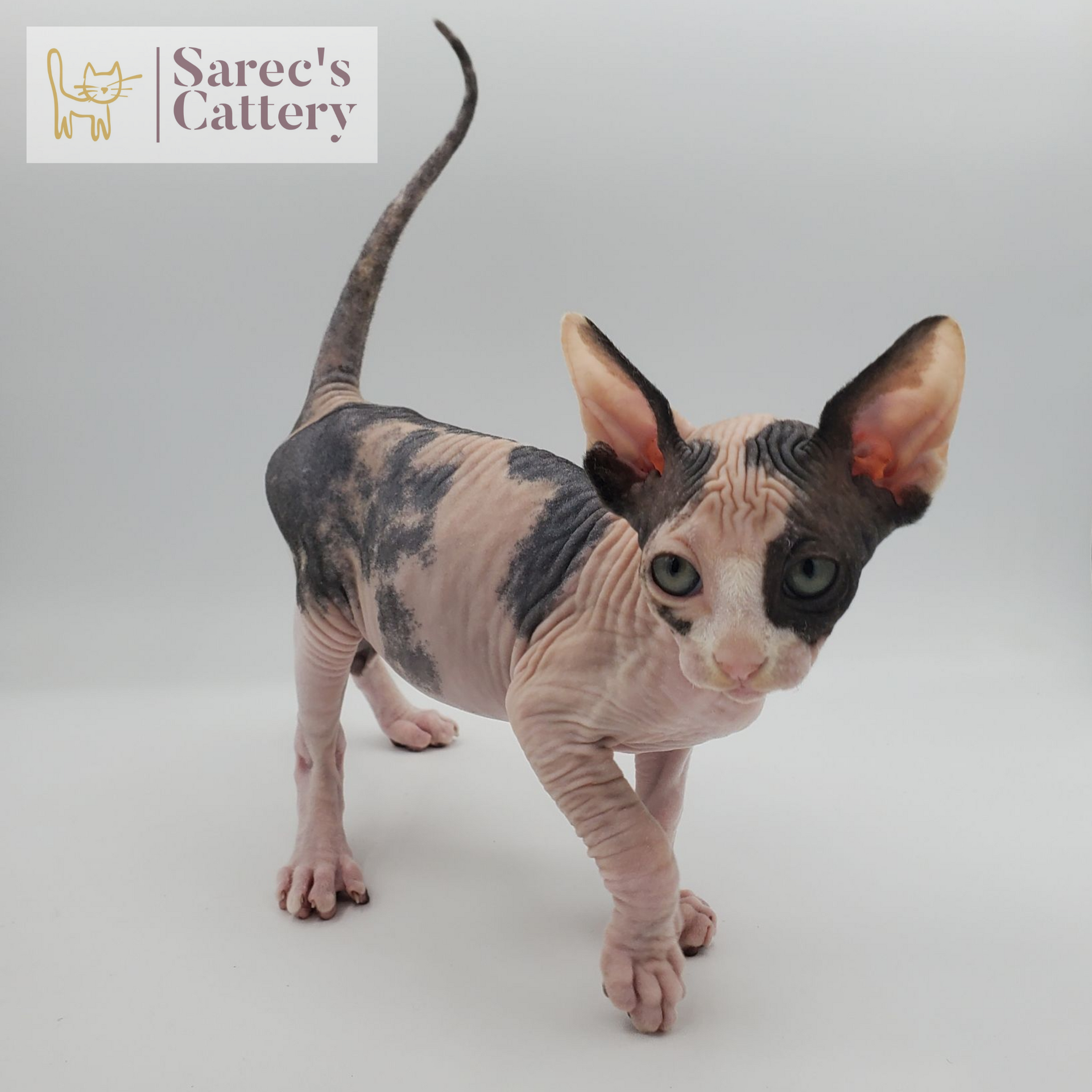 Calico female Sphynx named Clara