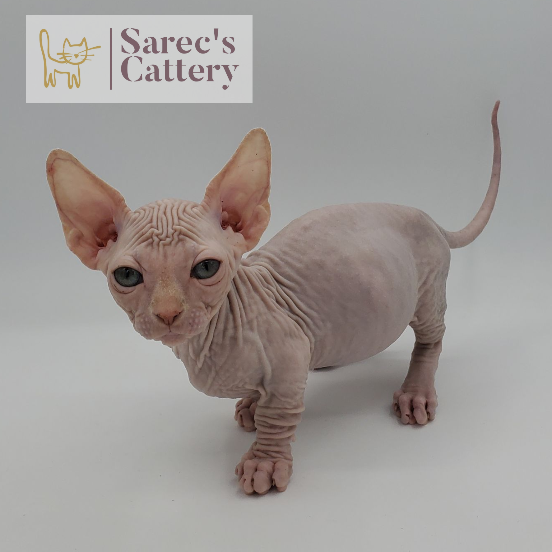 White Bambino kittens standing named Charles