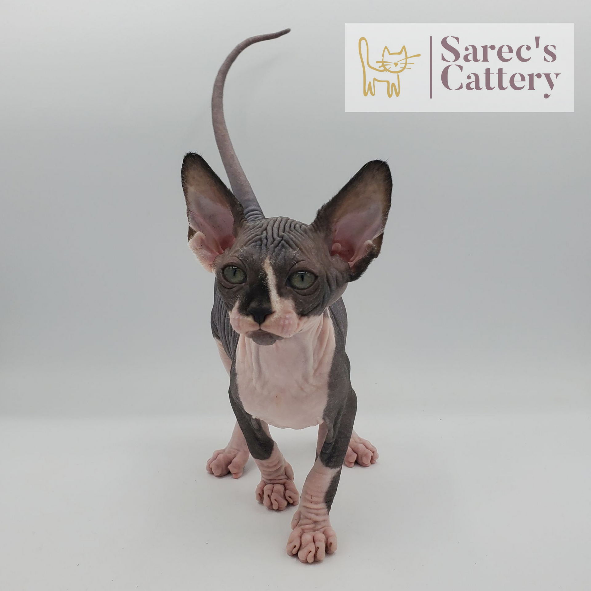 Bi-color male Sphynx named Crash