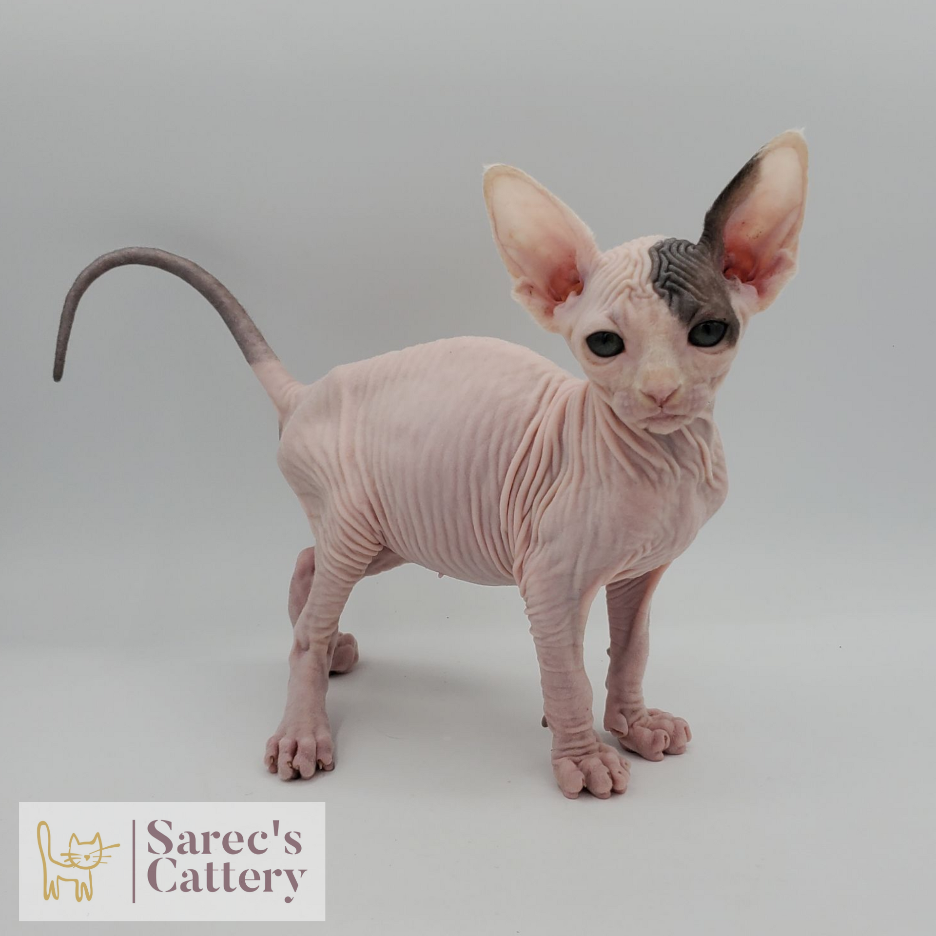 Male red Sphynx kitten standing