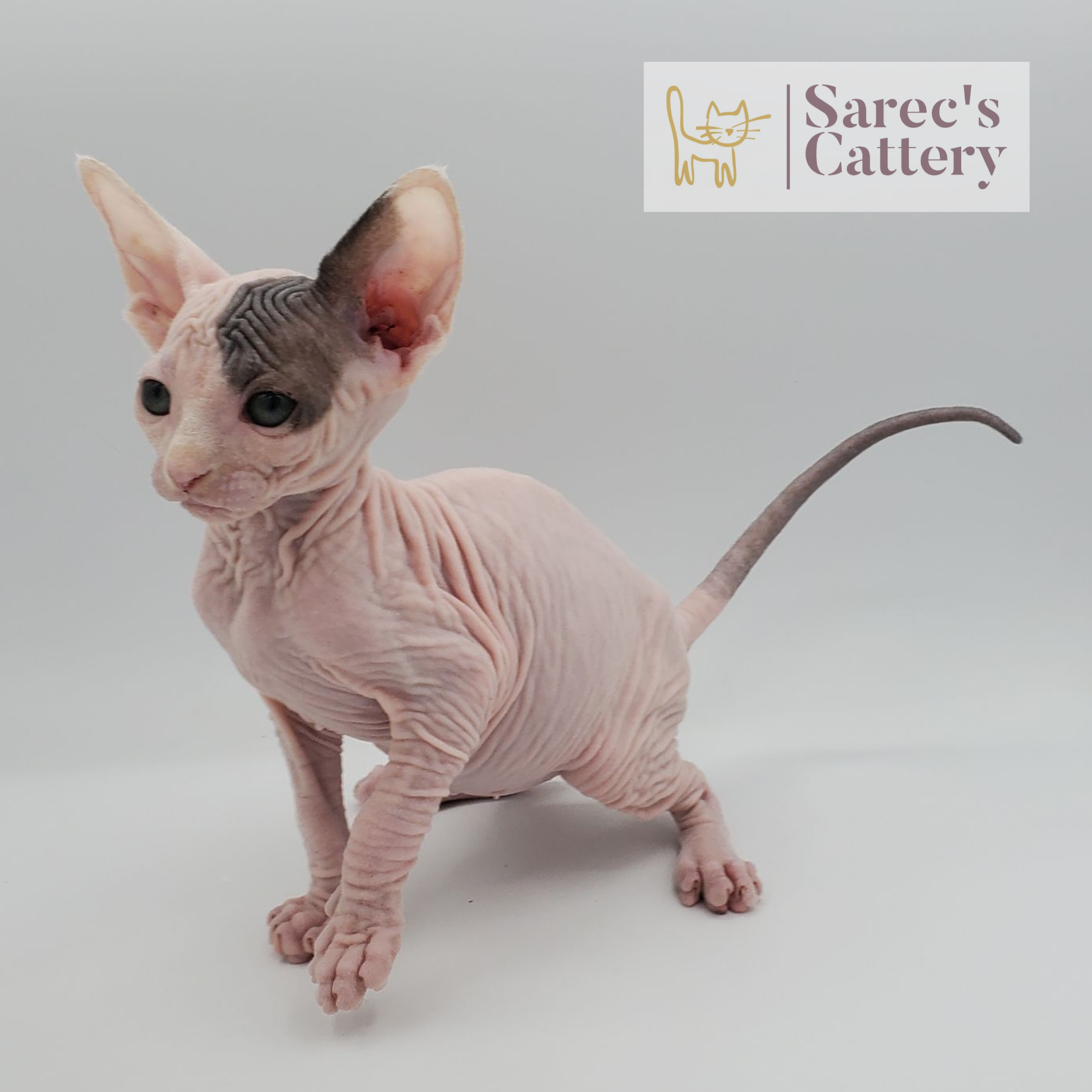 Van female Sphynx named Calista