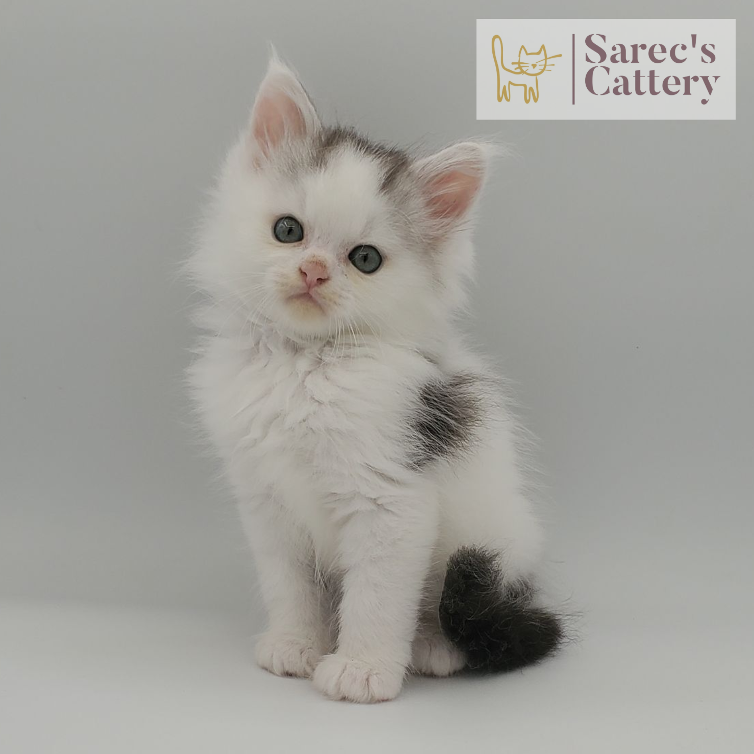 Black smoke with white male Maine Coon kitten named Elvis