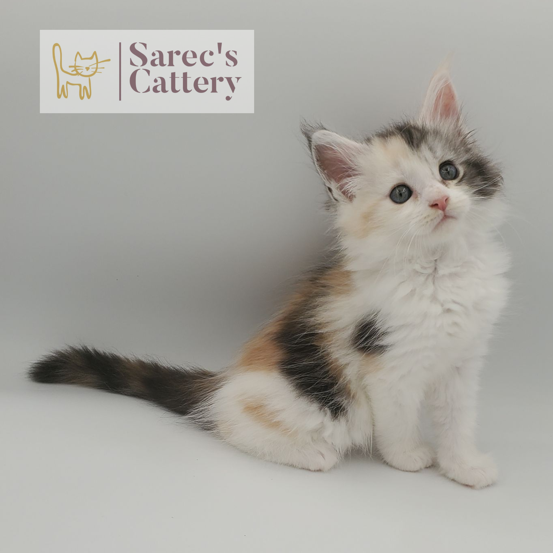 Calico female Maine Coon kitten named Etta