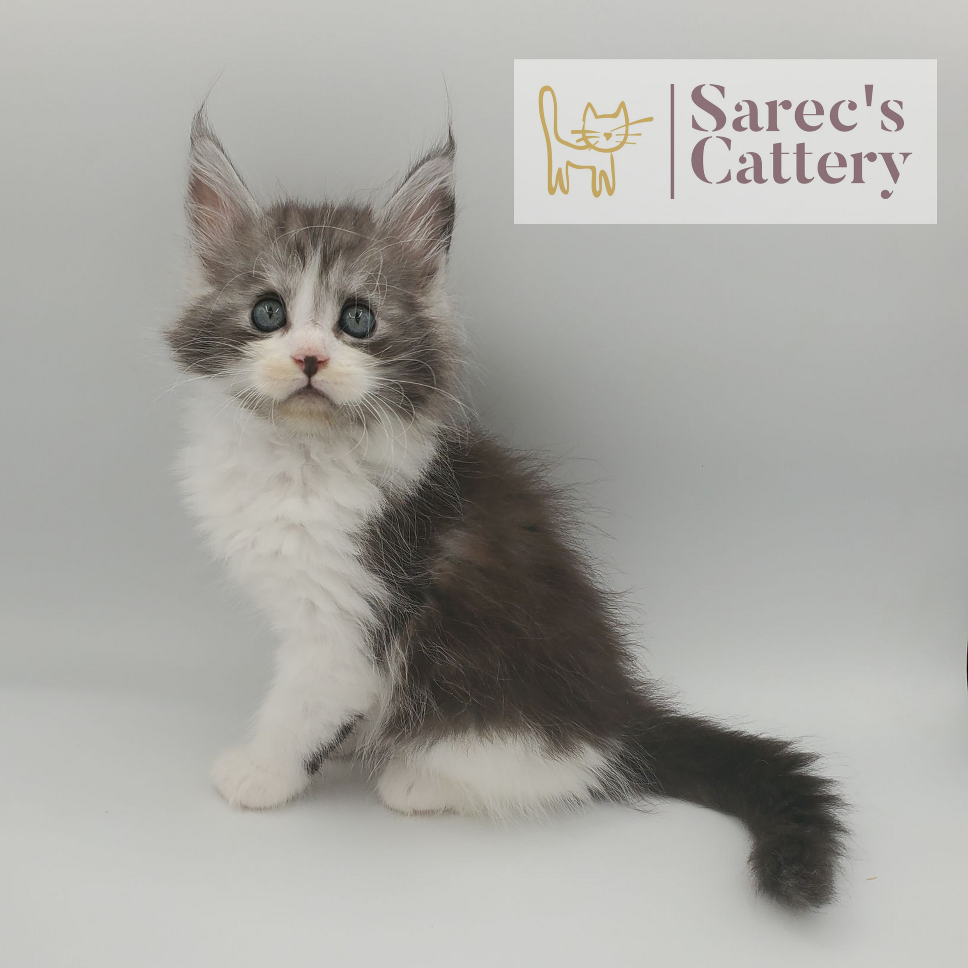 Black smoke with white male Maine Coon kitten named Elton