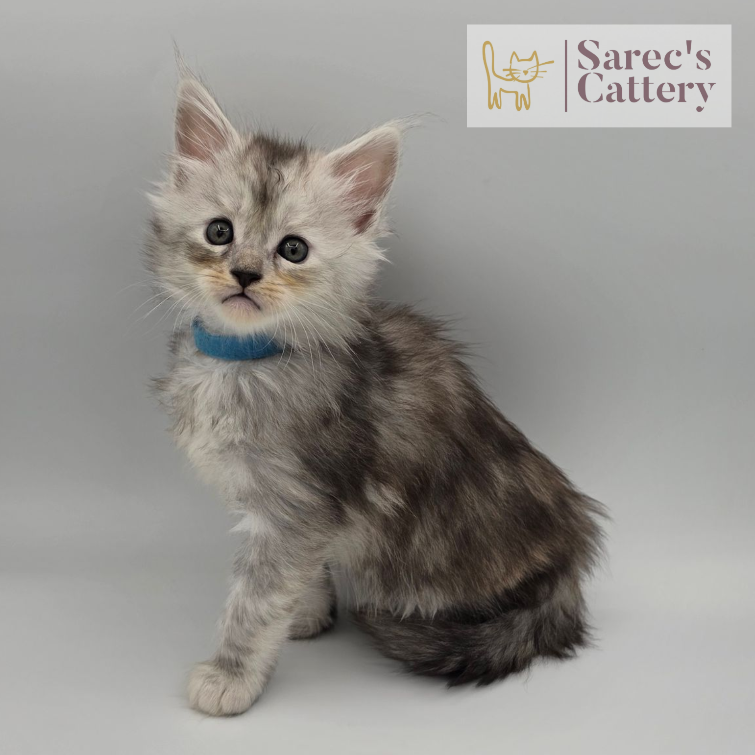 Female Maine Coon Kitten siting with blue collar