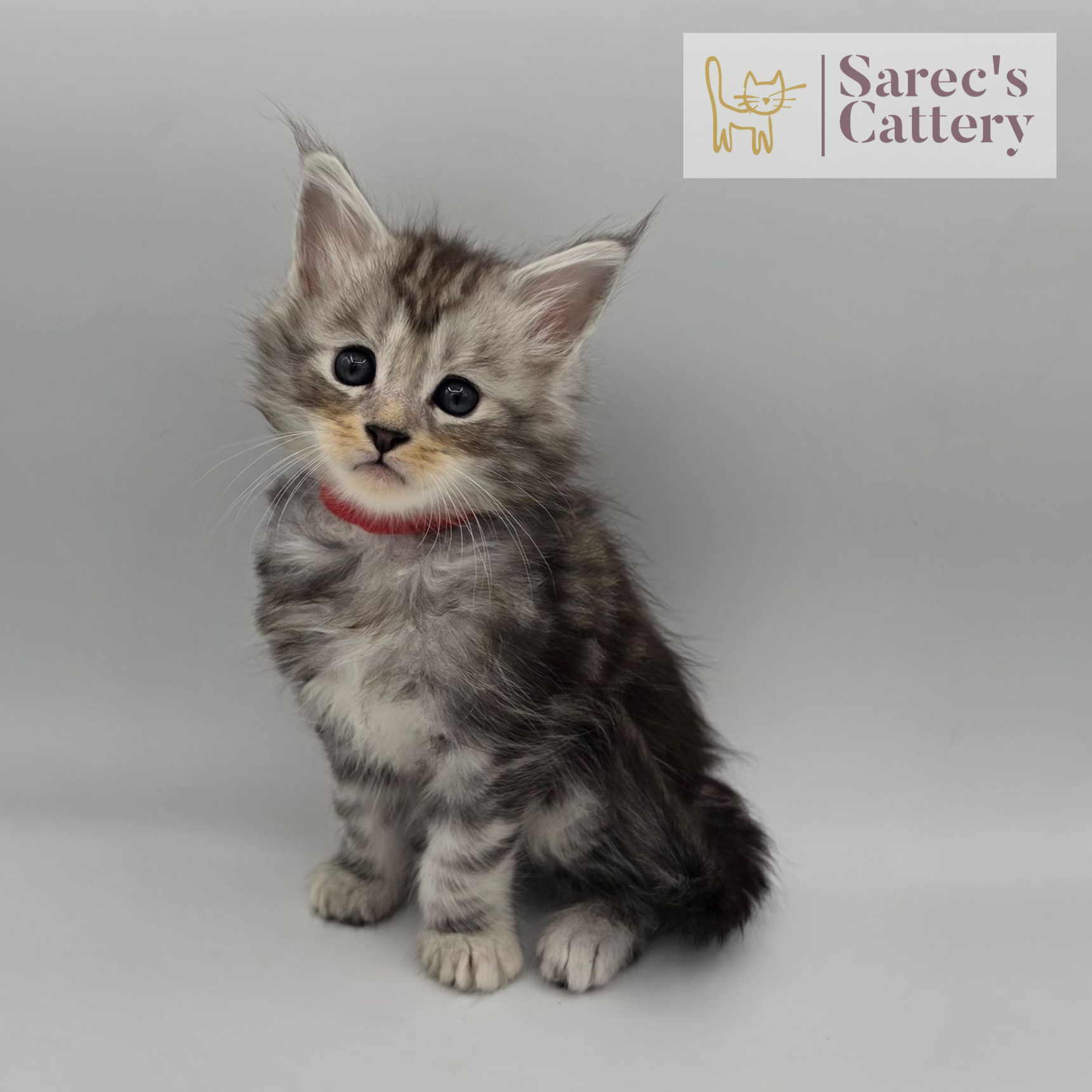 Male Maine Coon Kitten sitting with red collar
