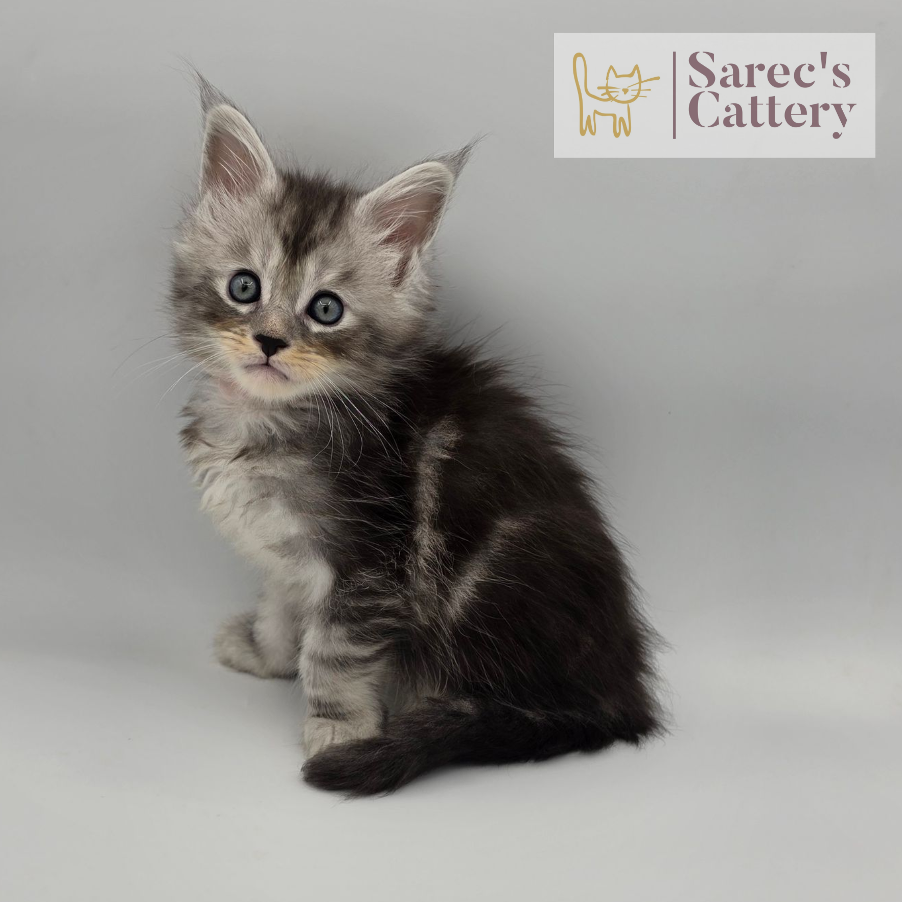 Male Maine Coon Kitten sitting facing forward