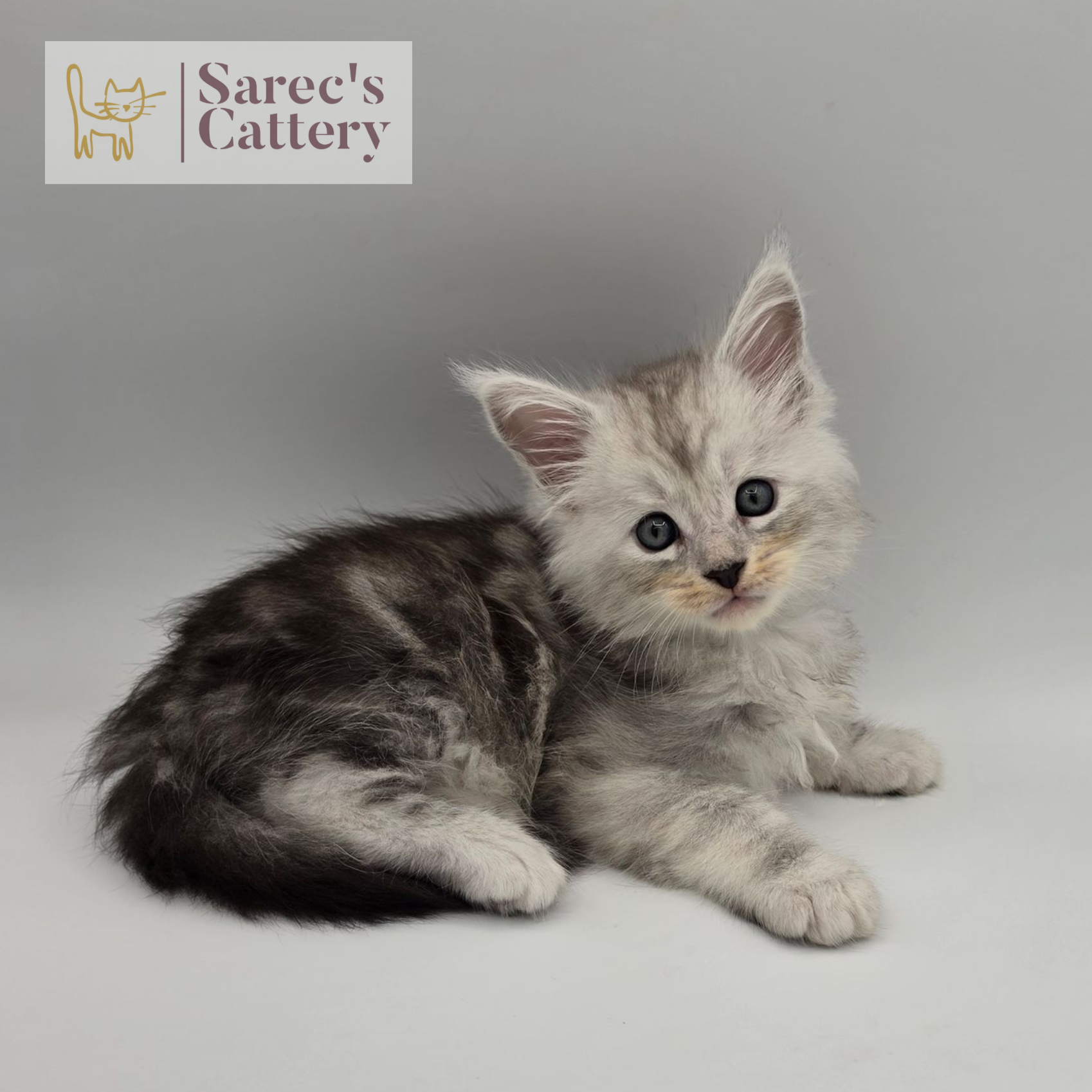 Male Maine Coon Kitten laying down