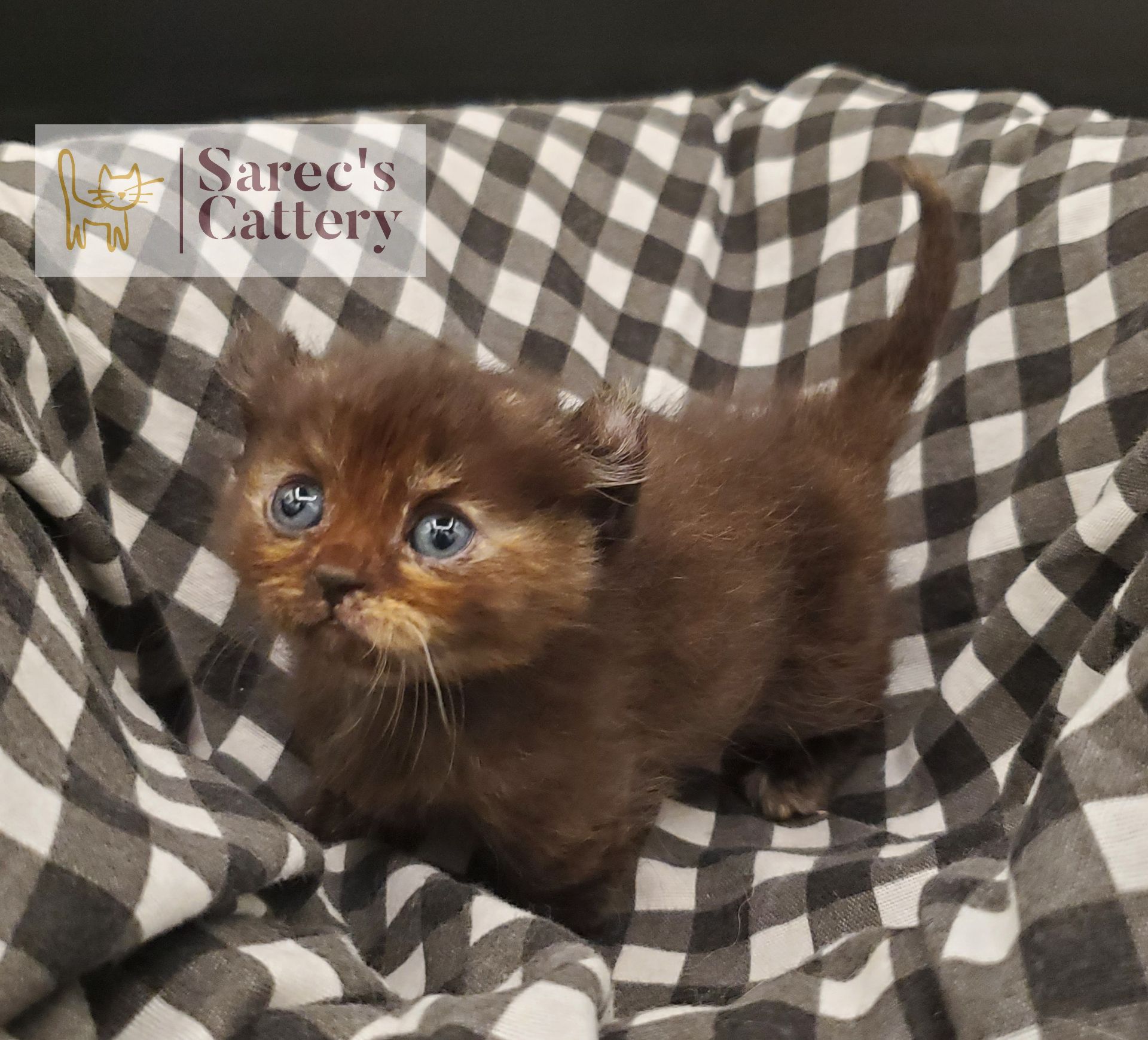 Torti Kinkalow kitten very young in basket with tail up