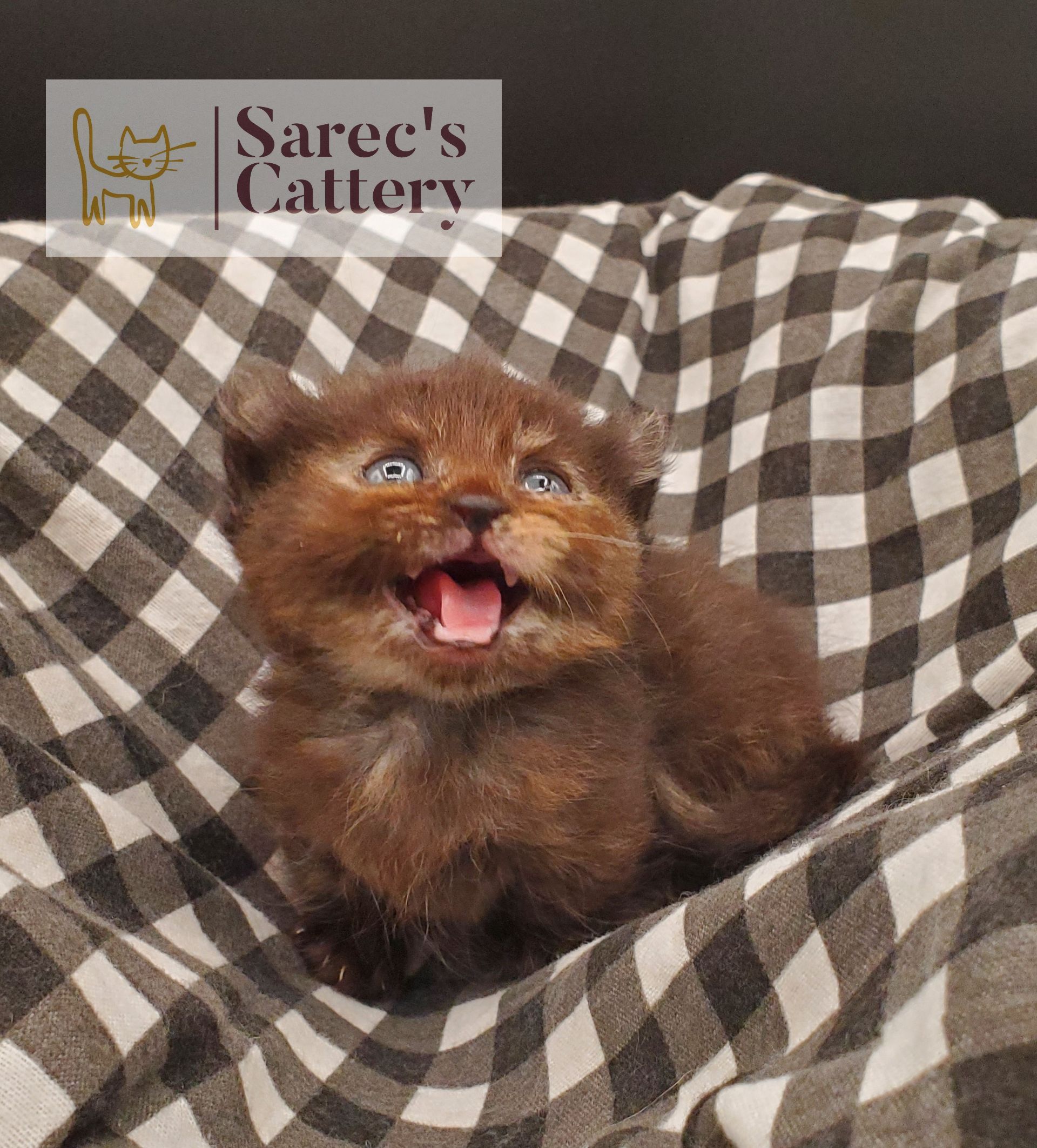 Torti Kinkalow kitten very young yelling