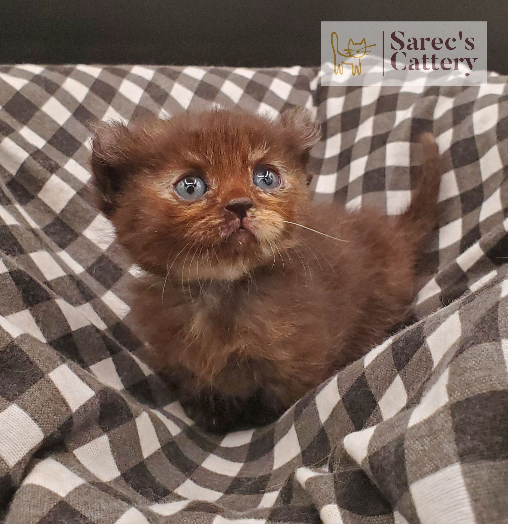 Torti Kinkalow kitten very young in basket