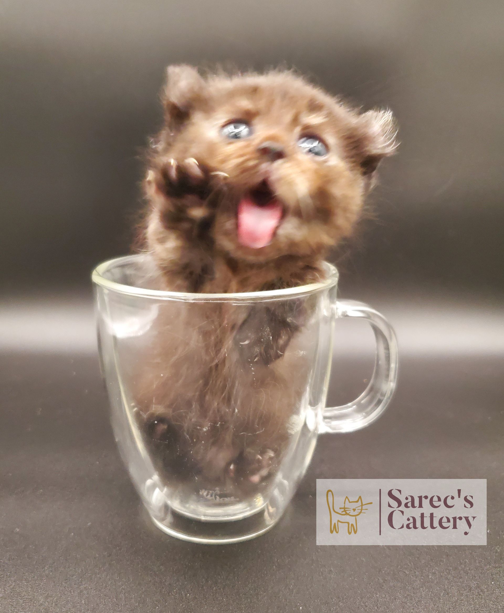 Torti Kinkalow kitten very young reaching for help