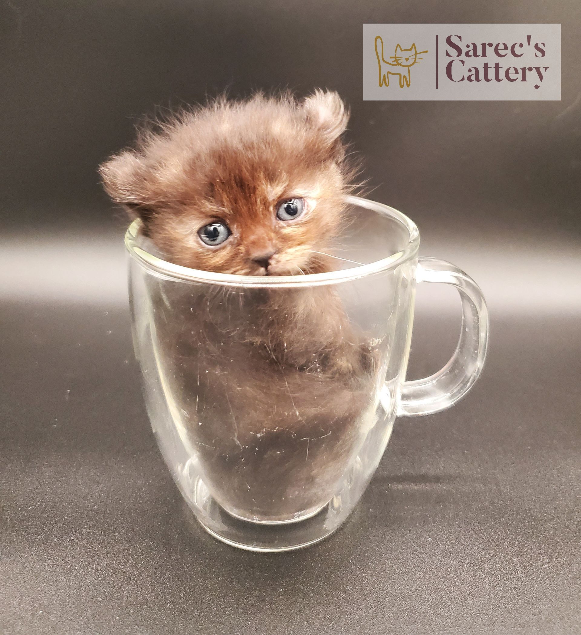 Kinkalow kitten female tortie in a glass mug
