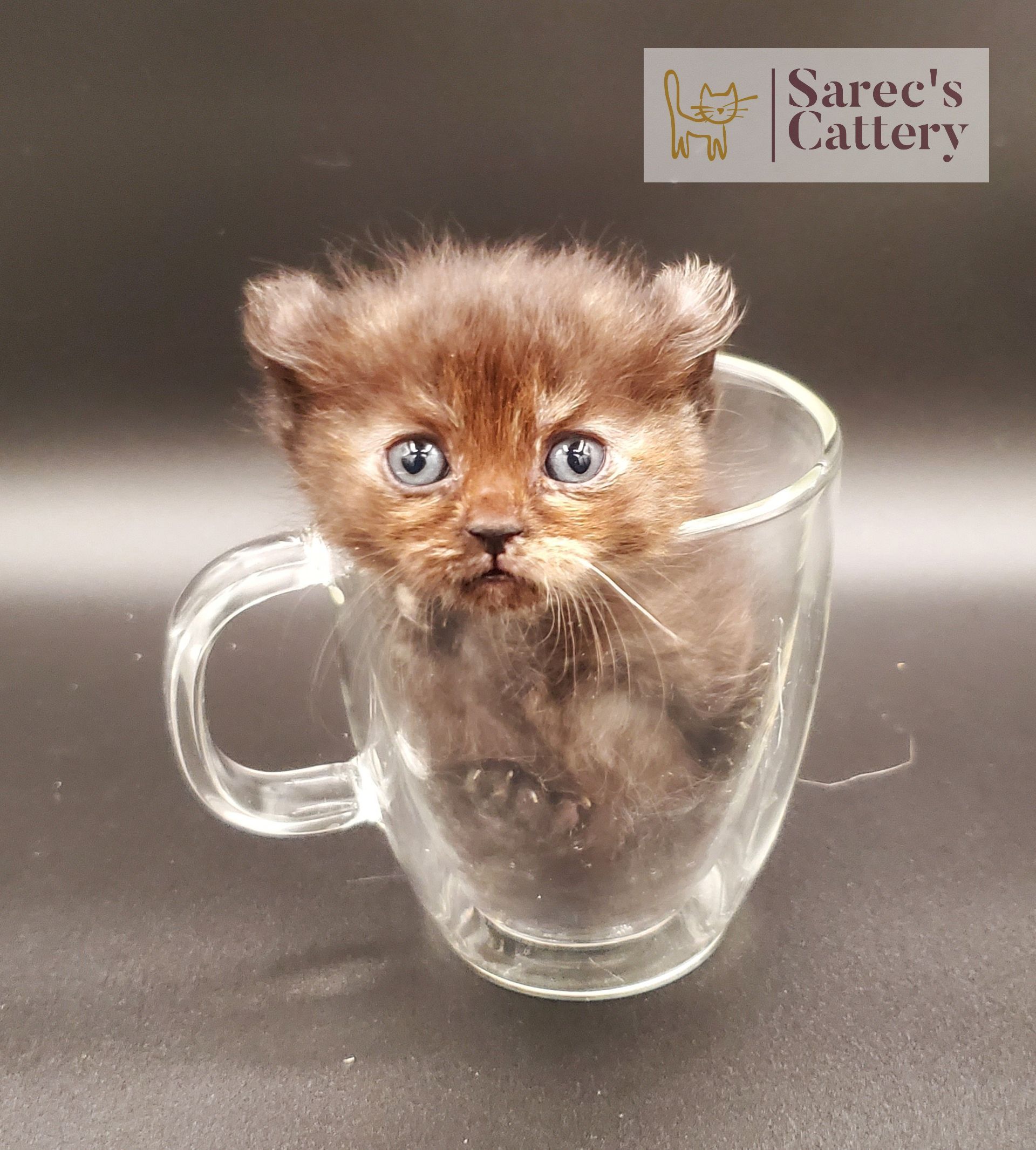 Torti Kinkalow kitten very young in mug looking forward