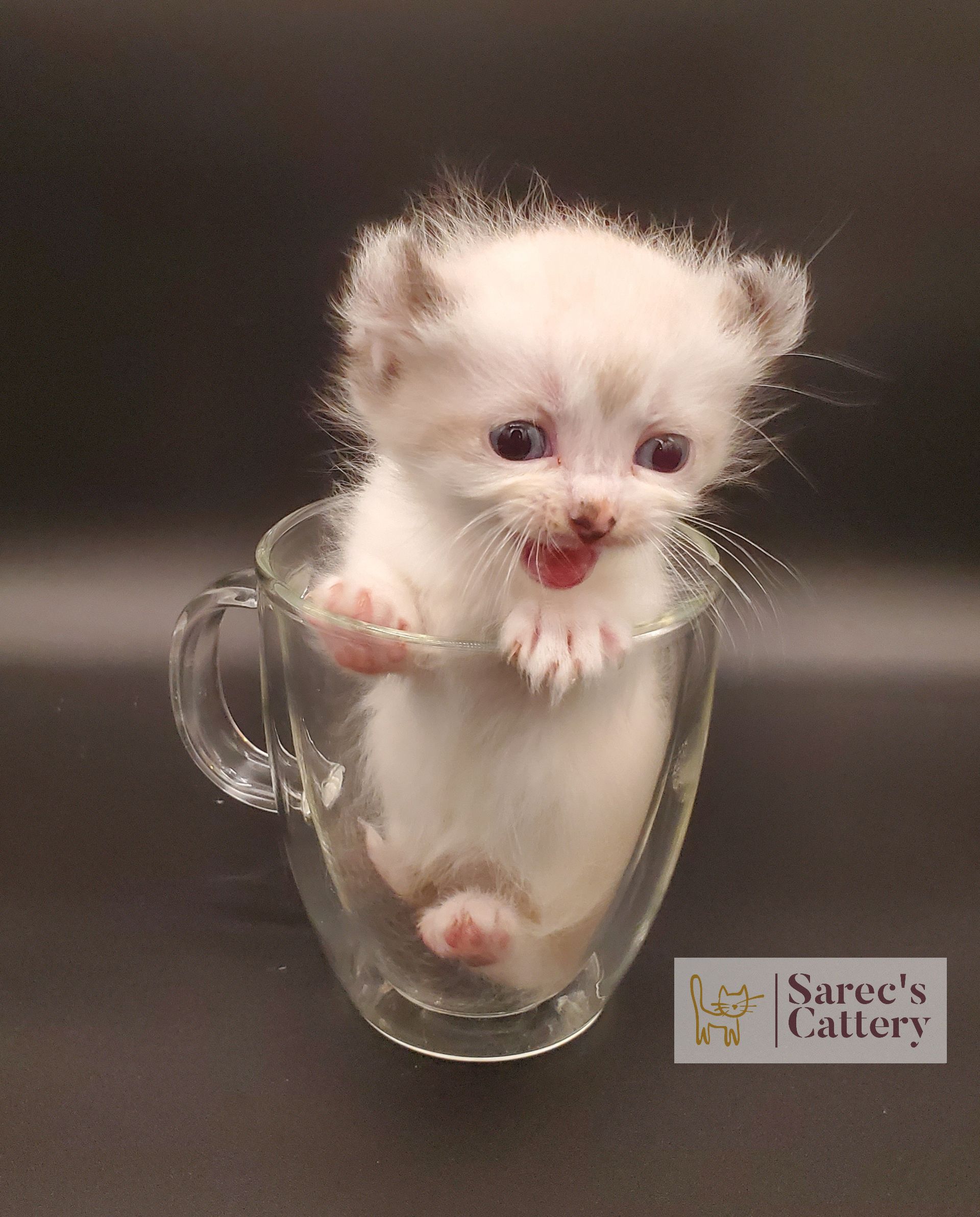 Kinkalow kitten very young in mug